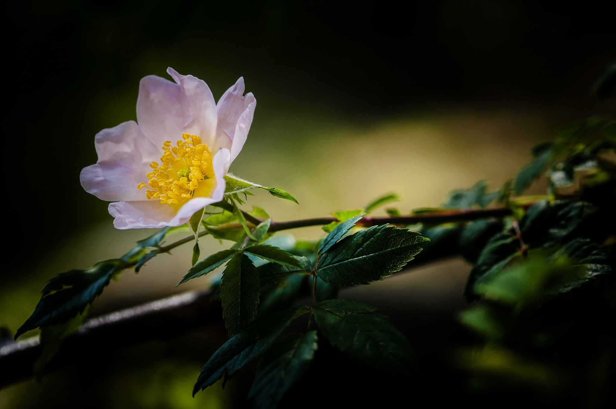 Sigma 105mm F2.8 EX DG OS HSM sample photo. Rosa photography