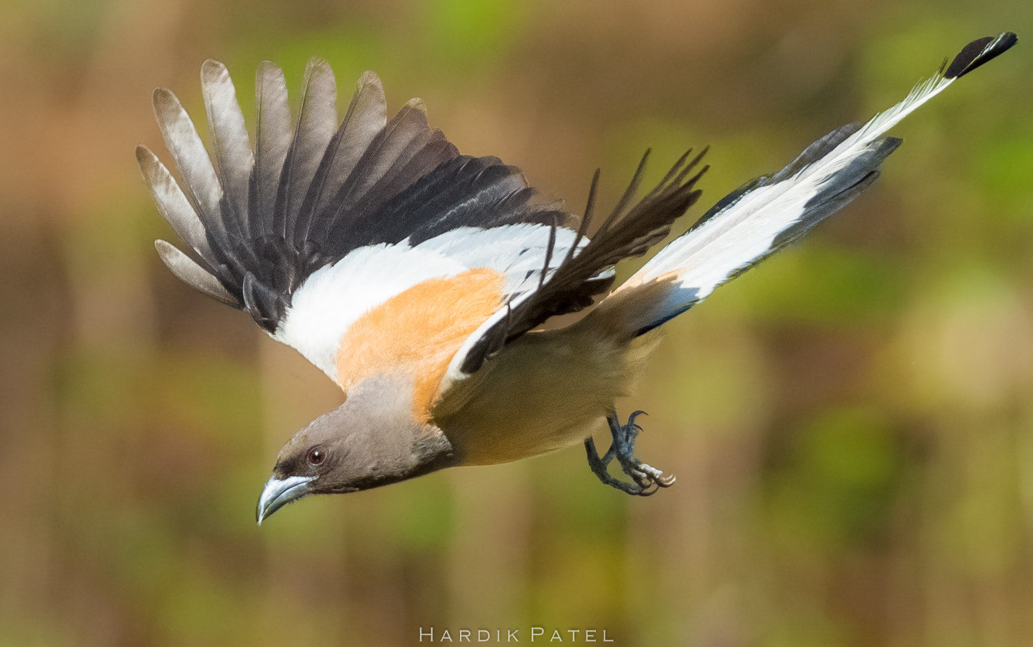 Nikon D5 sample photo. The flight.. photography