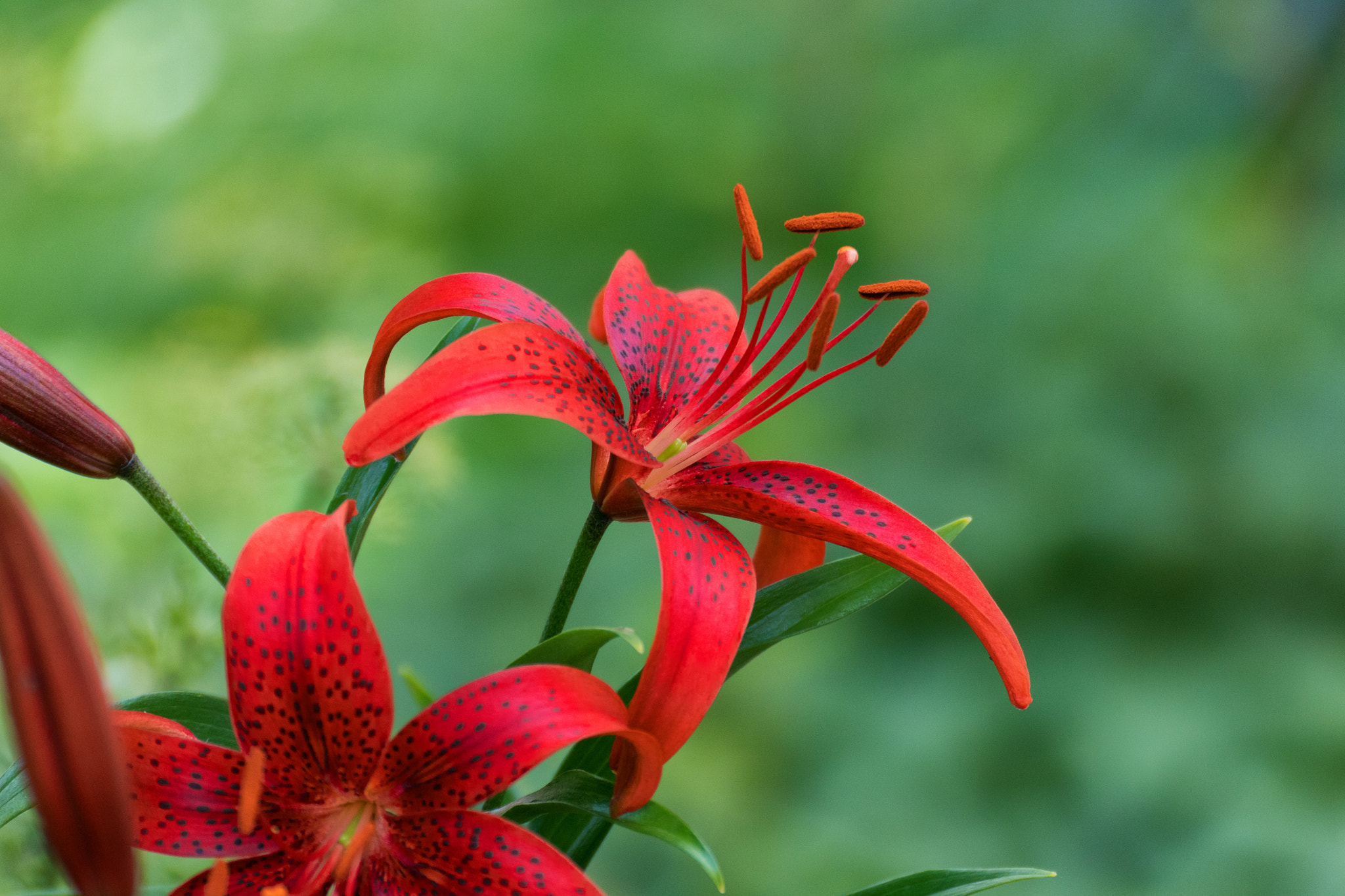 Canon EOS 750D (EOS Rebel T6i / EOS Kiss X8i) + Tamron SP 35mm F1.8 Di VC USD sample photo. Red lily photography