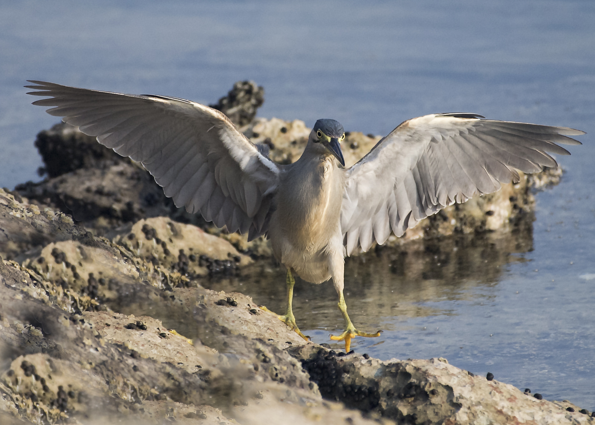 Nikon AF-S Nikkor 200-500mm F5.6E ED VR sample photo. Landed!! photography