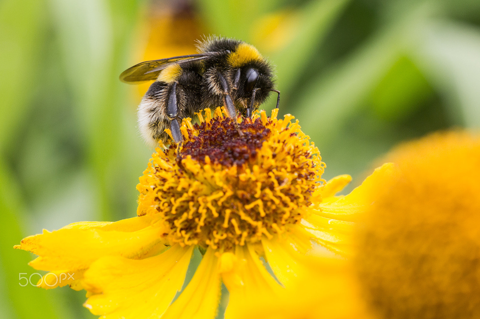 Canon EOS 1200D (EOS Rebel T5 / EOS Kiss X70 / EOS Hi) + Tamron SP AF 90mm F2.8 Di Macro sample photo. Bumble bee on yellow helenium photography