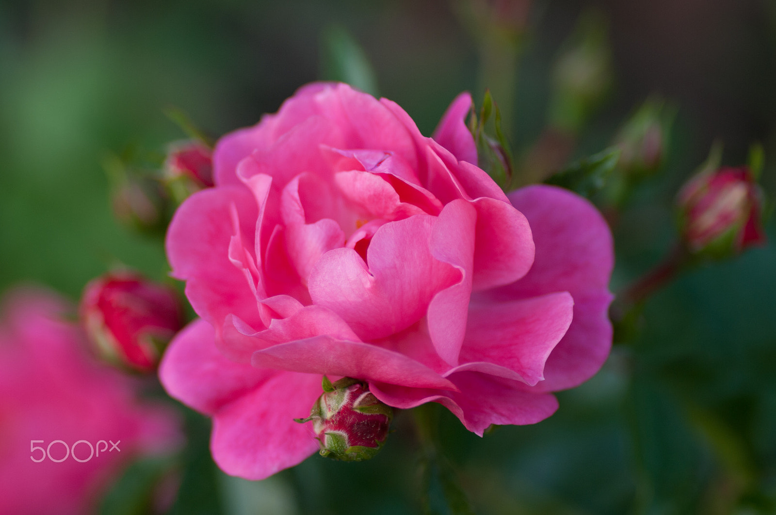 Pentax K20D + Pentax smc D-FA 100mm F2.8 macro sample photo. Rose photography