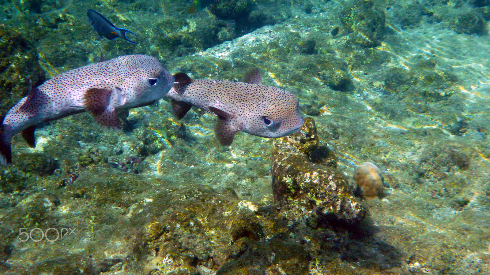 Panasonic DMC-FT3 sample photo. Boxfish couple photography
