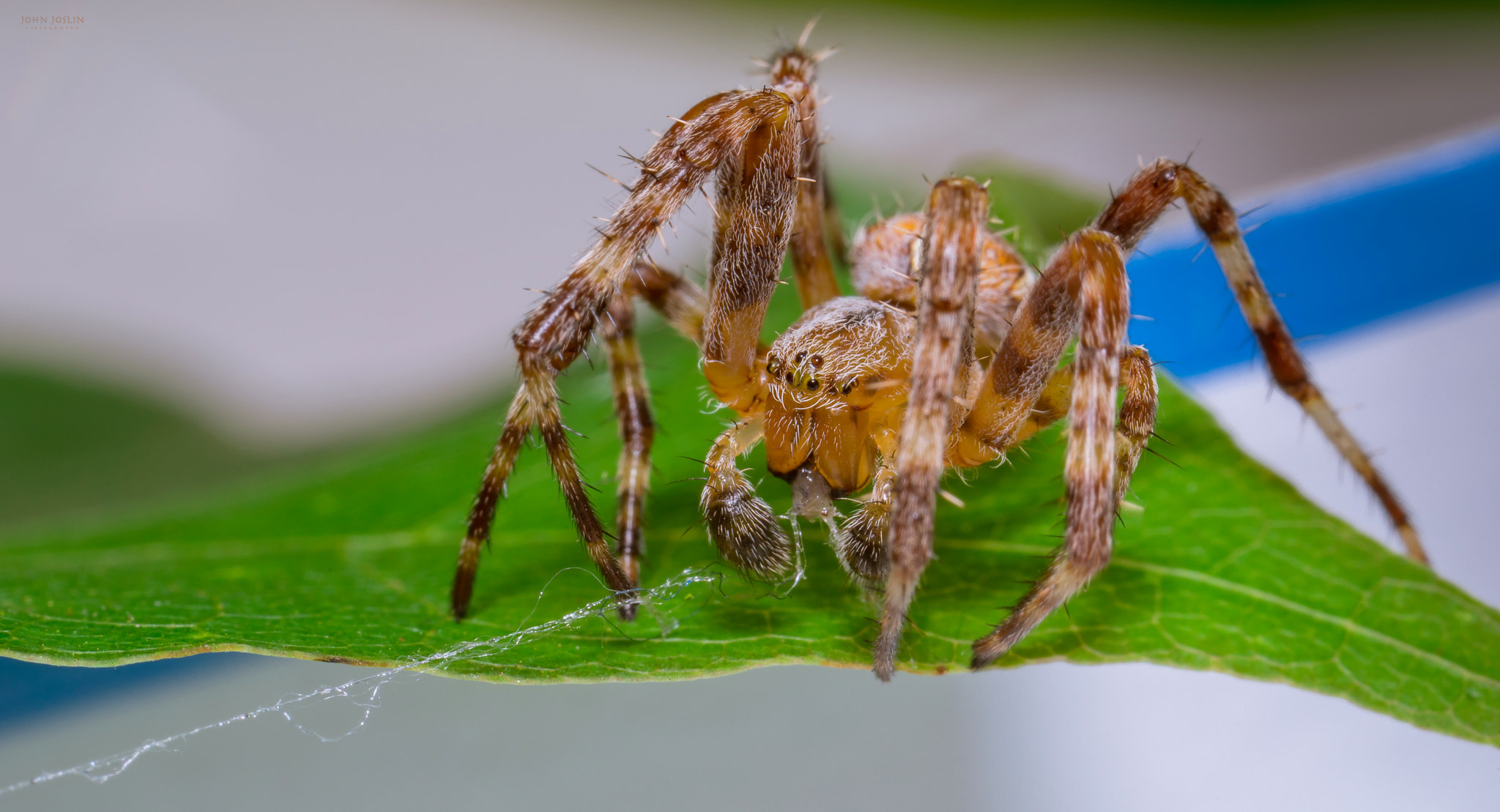 Canon MP-E 65mm F2.5 1-5x Macro Photo sample photo. Re-gathering twine photography