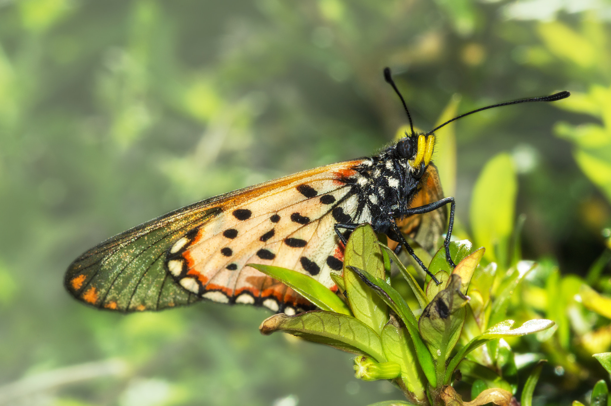 Nikon AF-S Micro-Nikkor 105mm F2.8G IF-ED VR sample photo. Beauty in motion photography