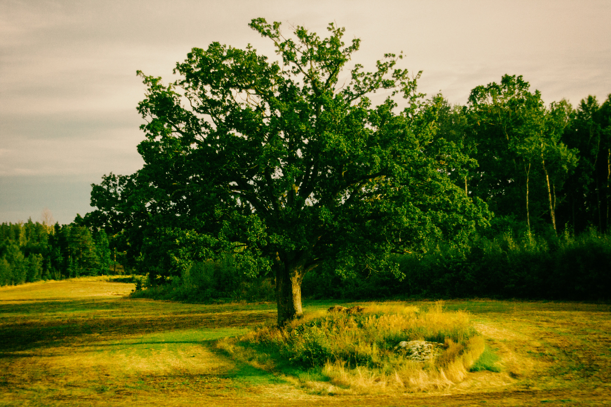 Sigma 18-200mm f/3.5-6.3 DC OS sample photo. Tree photography