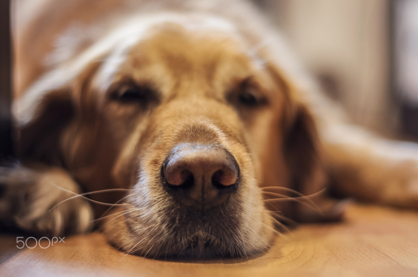 Nikon D300S + Nikon AF-S Nikkor 50mm F1.4G sample photo. Sweet nose photography