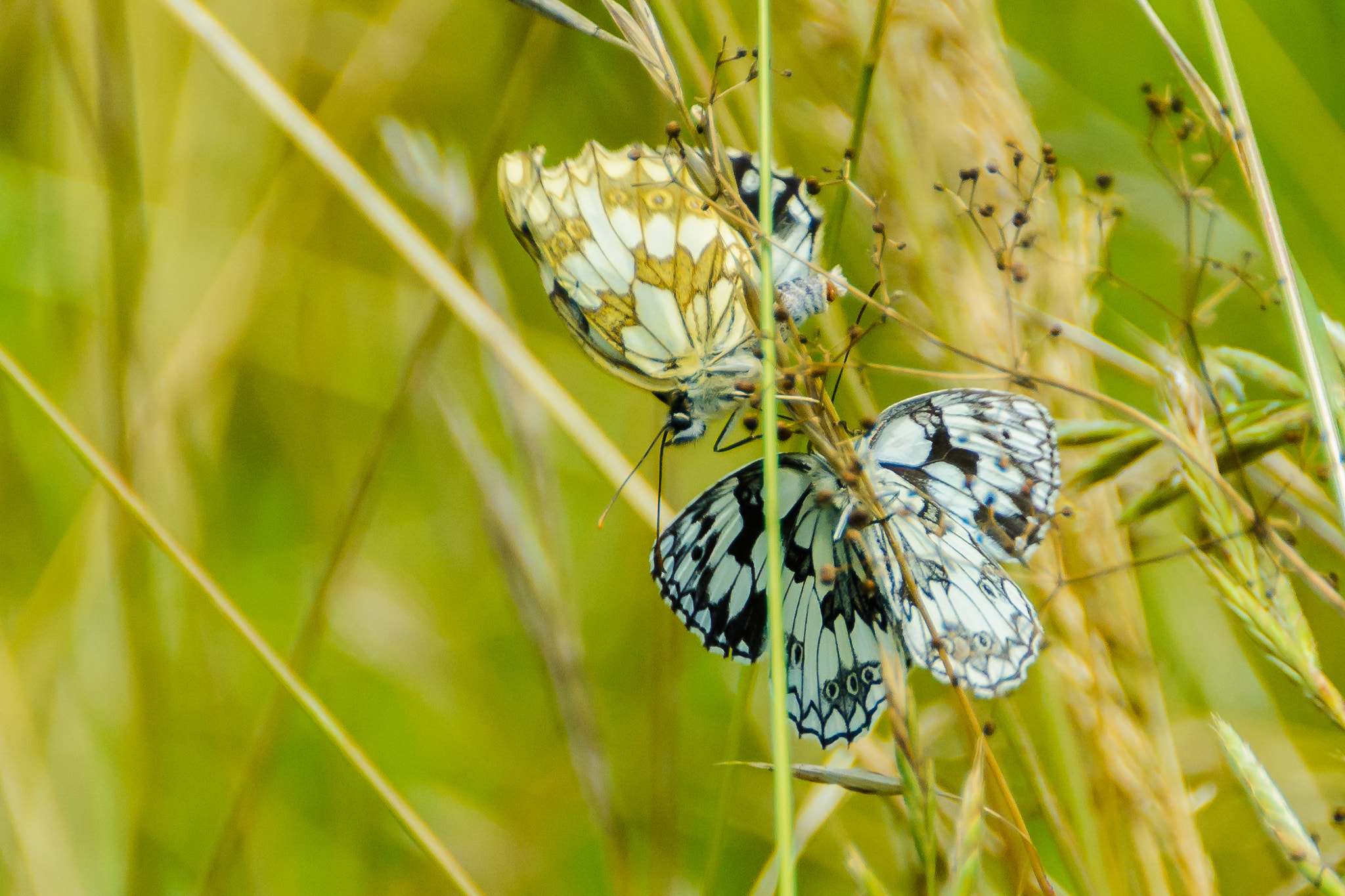 Nikon D5200 + Sigma 18-250mm F3.5-6.3 DC OS HSM sample photo. Melanargia galathea photography