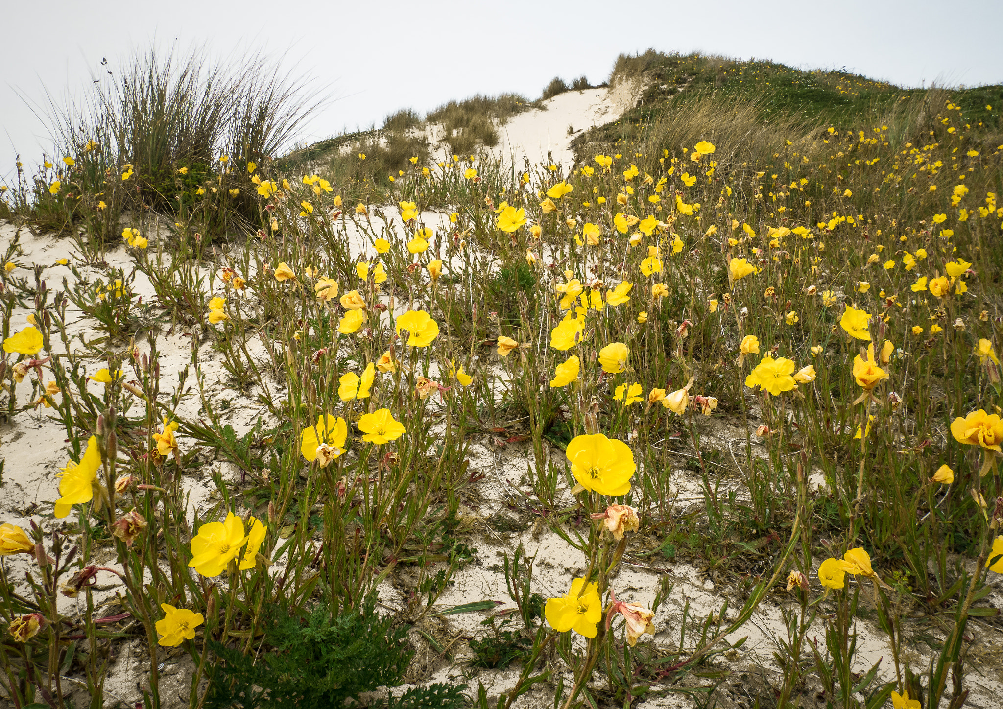 Olympus OM-D E-M5 II sample photo. Les blanches banques dunes, jersey photography