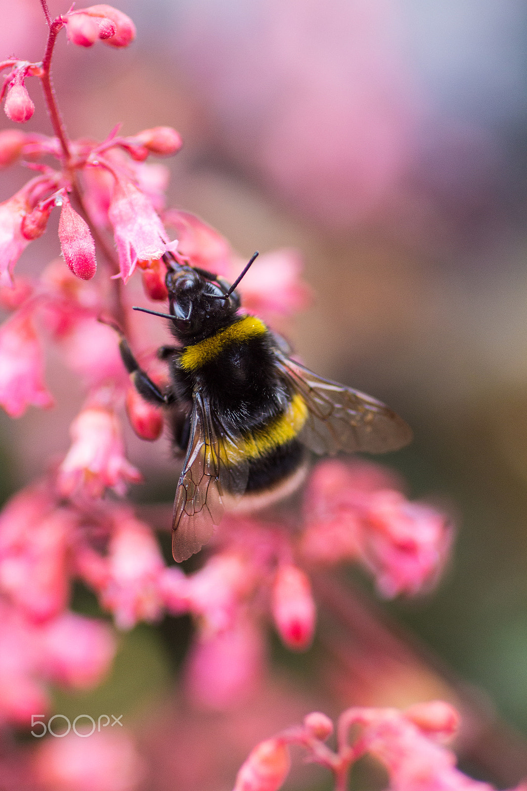 Canon EOS 1200D (EOS Rebel T5 / EOS Kiss X70 / EOS Hi) + Tamron SP AF 90mm F2.8 Di Macro sample photo. Bumble bee on pink heuchera photography