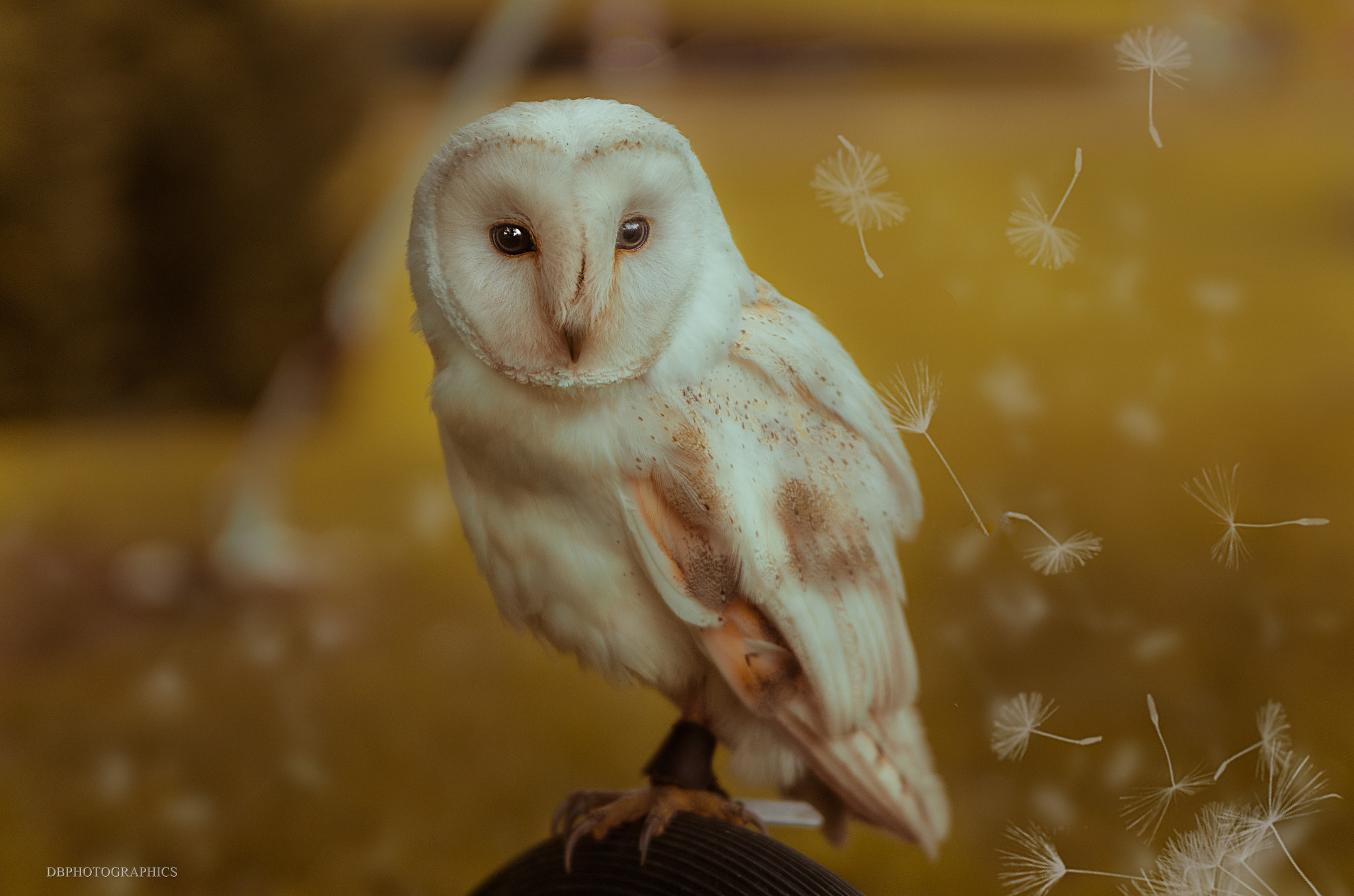 Tamron AF 28-75mm F2.8 XR Di LD Aspherical (IF) sample photo. Owl photography