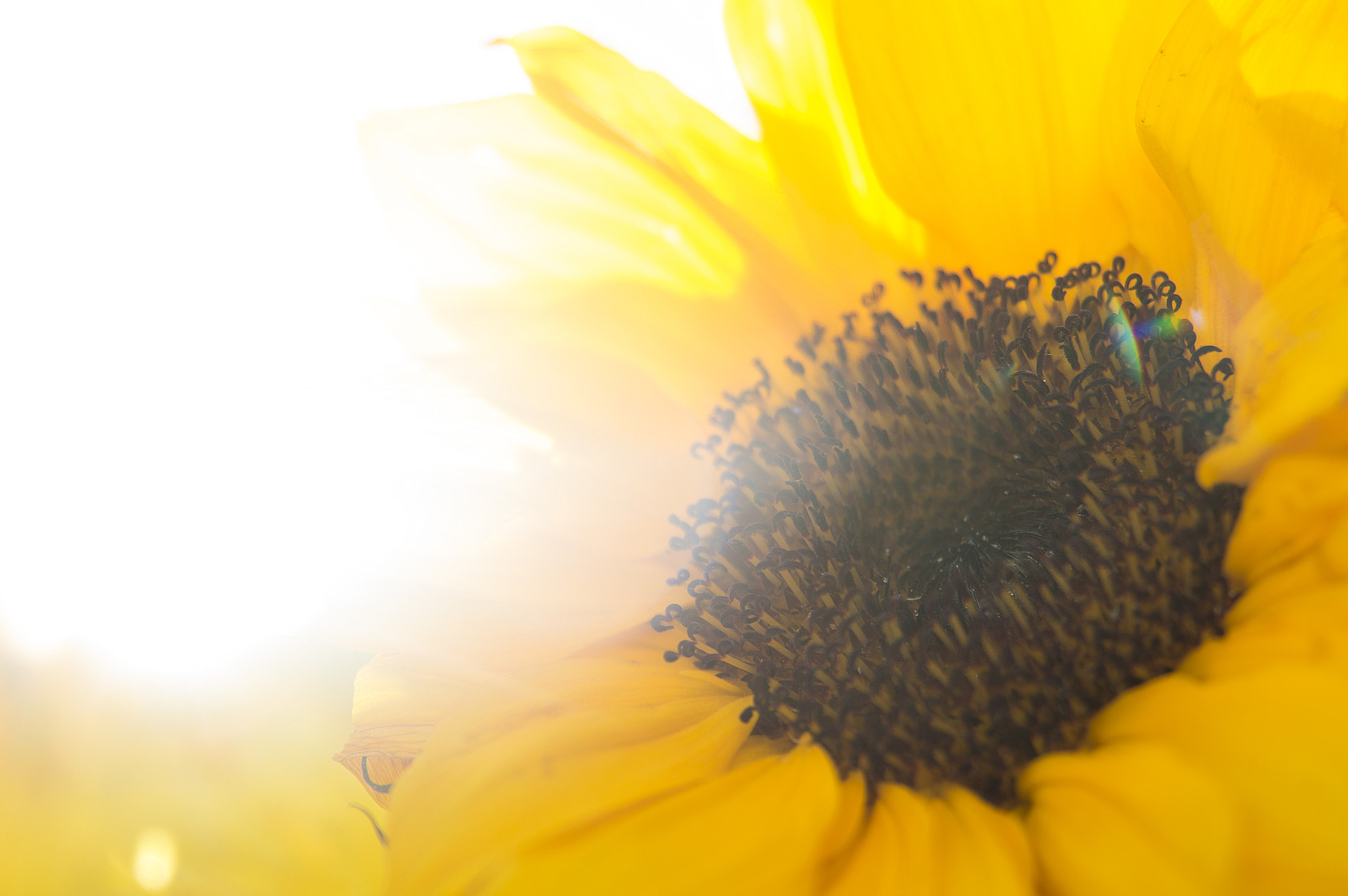Nikon AF Nikkor 24-85mm F2.8-4D IF sample photo. And the sun becomes the flower photography