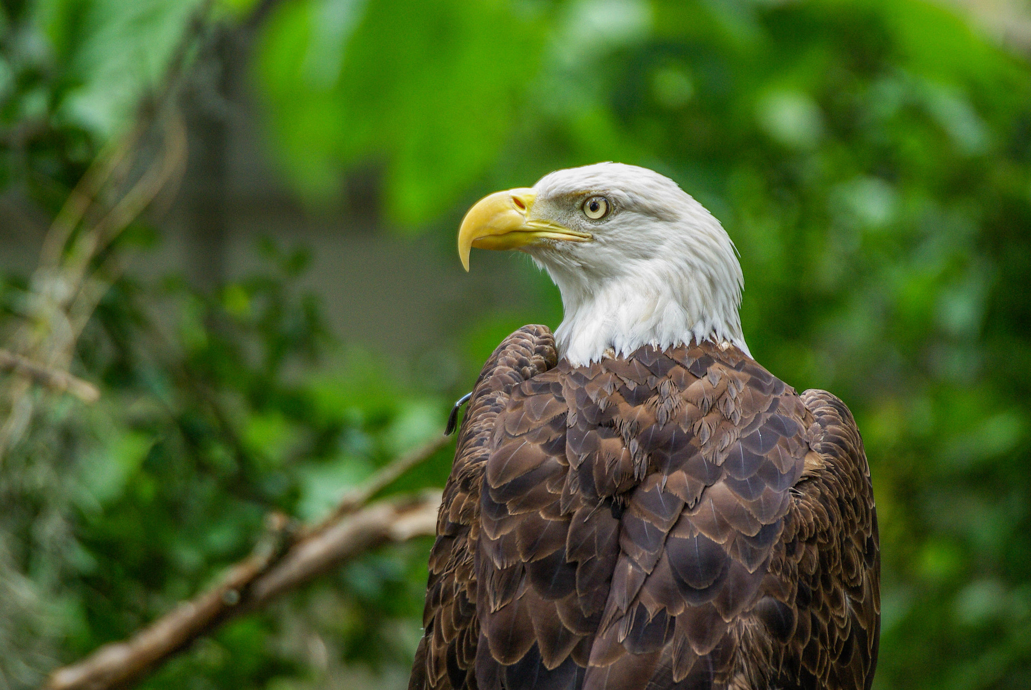 Pentax K10D + Sigma sample photo. Eagle photography