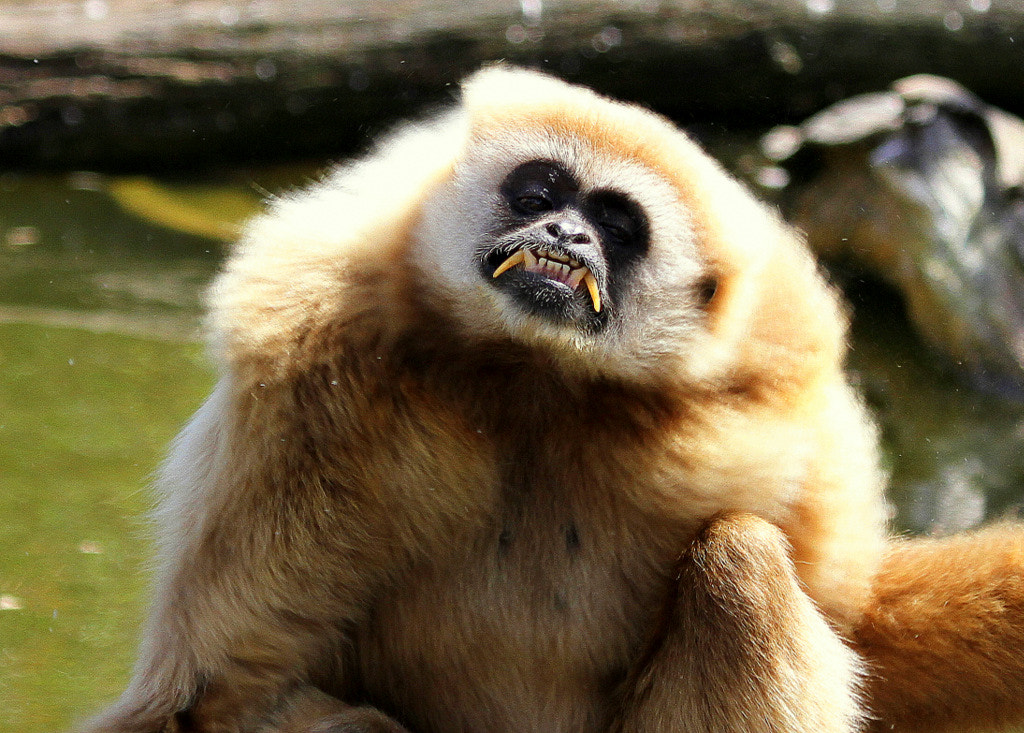 The Angry Monkey By Rainer Leiss 500px
