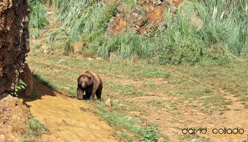 Sigma 150-500mm F5-6.3 DG OS HSM sample photo. Bear photography