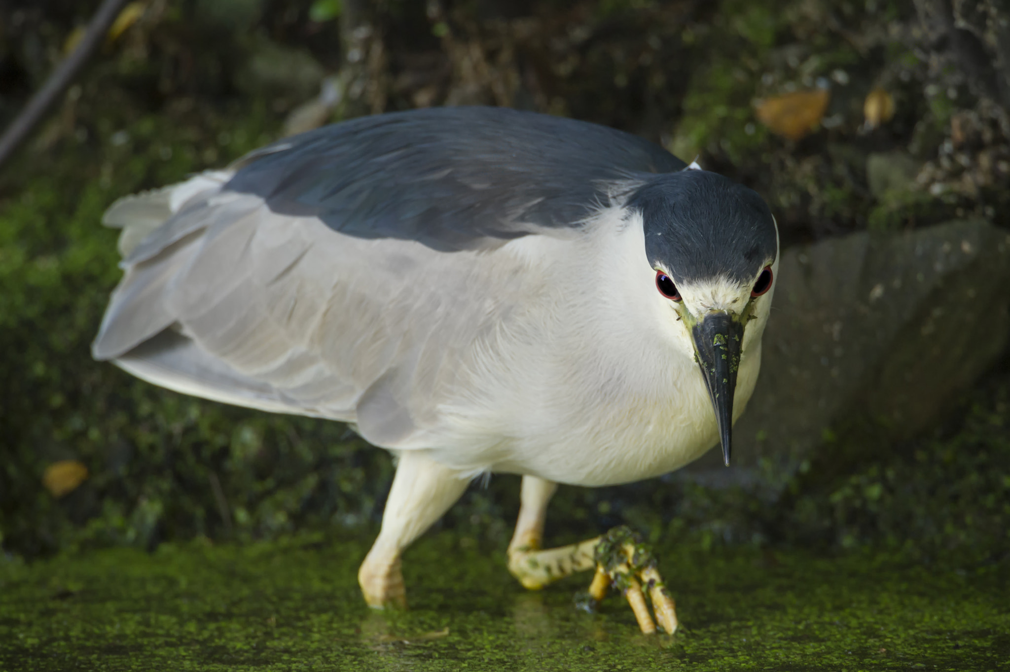 Nikon D3S + Nikon AF-S Nikkor 600mm F4G ED VR sample photo. The hunt is on... photography
