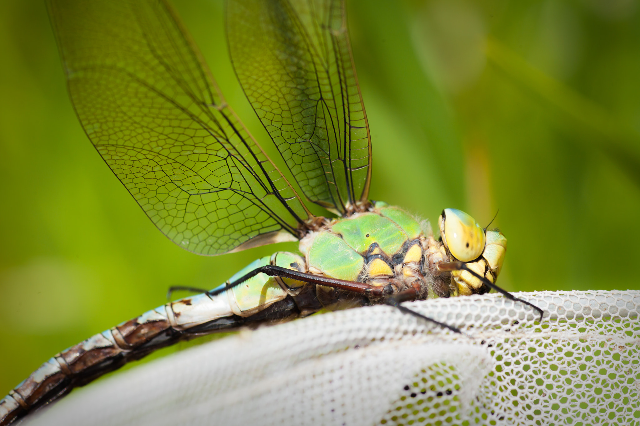 Canon EF 100mm F2.8 Macro USM sample photo. Dragonfly saved photography