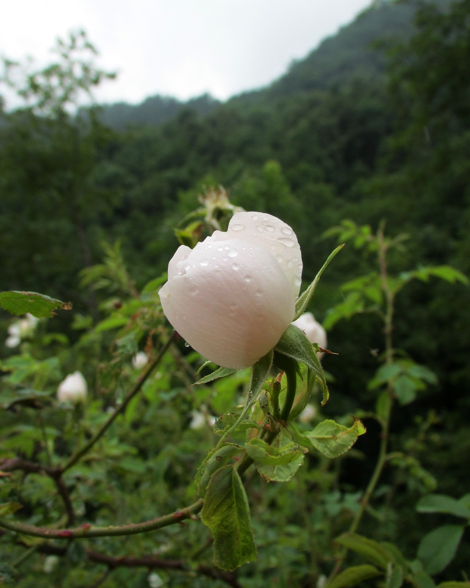 Canon PowerShot ELPH 510 HS (IXUS 1100 HS / IXY 51S) sample photo. White rose on a mountain path photography