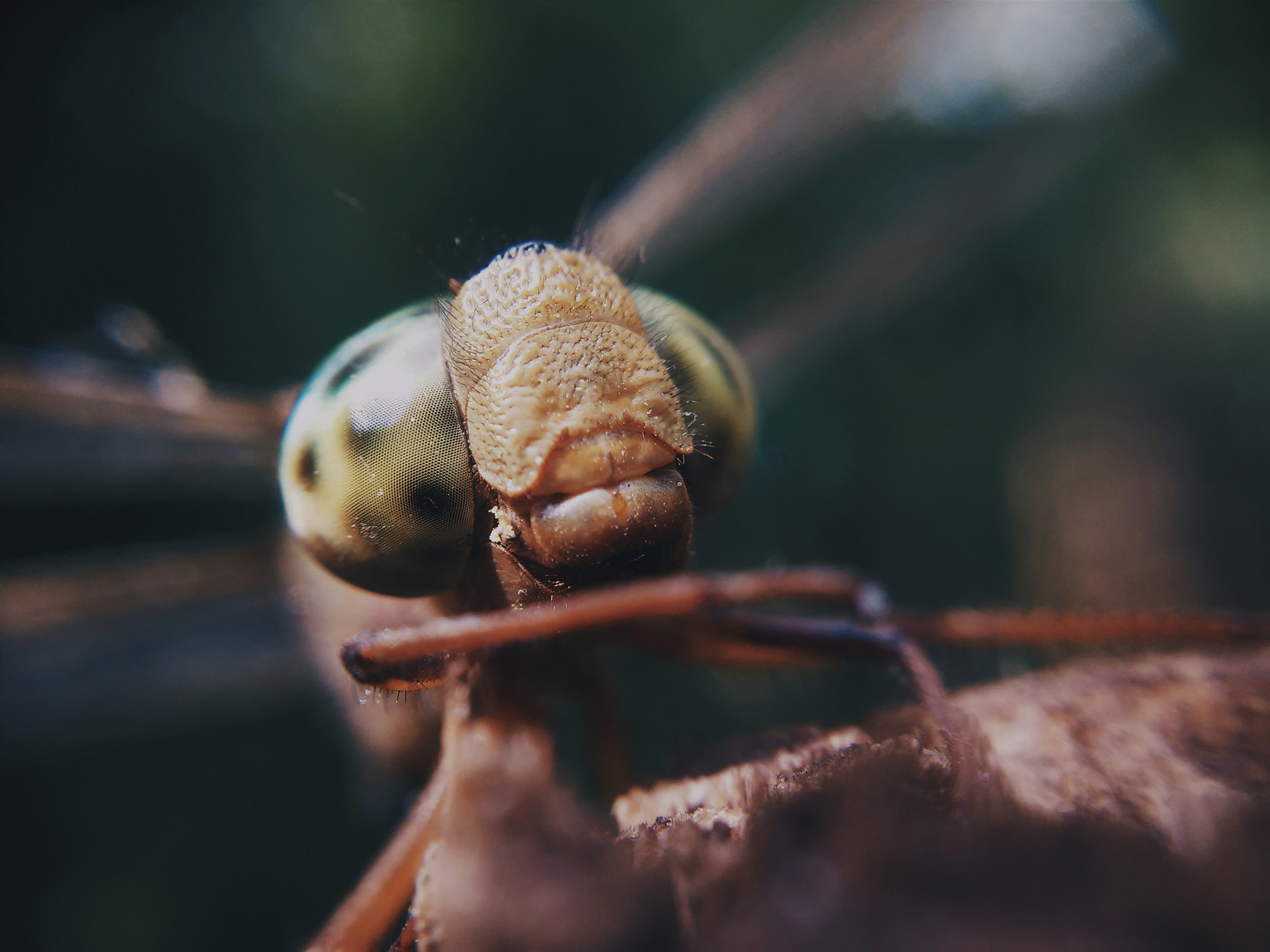 LG G2 MINI sample photo. Hello from the dragonfly photography