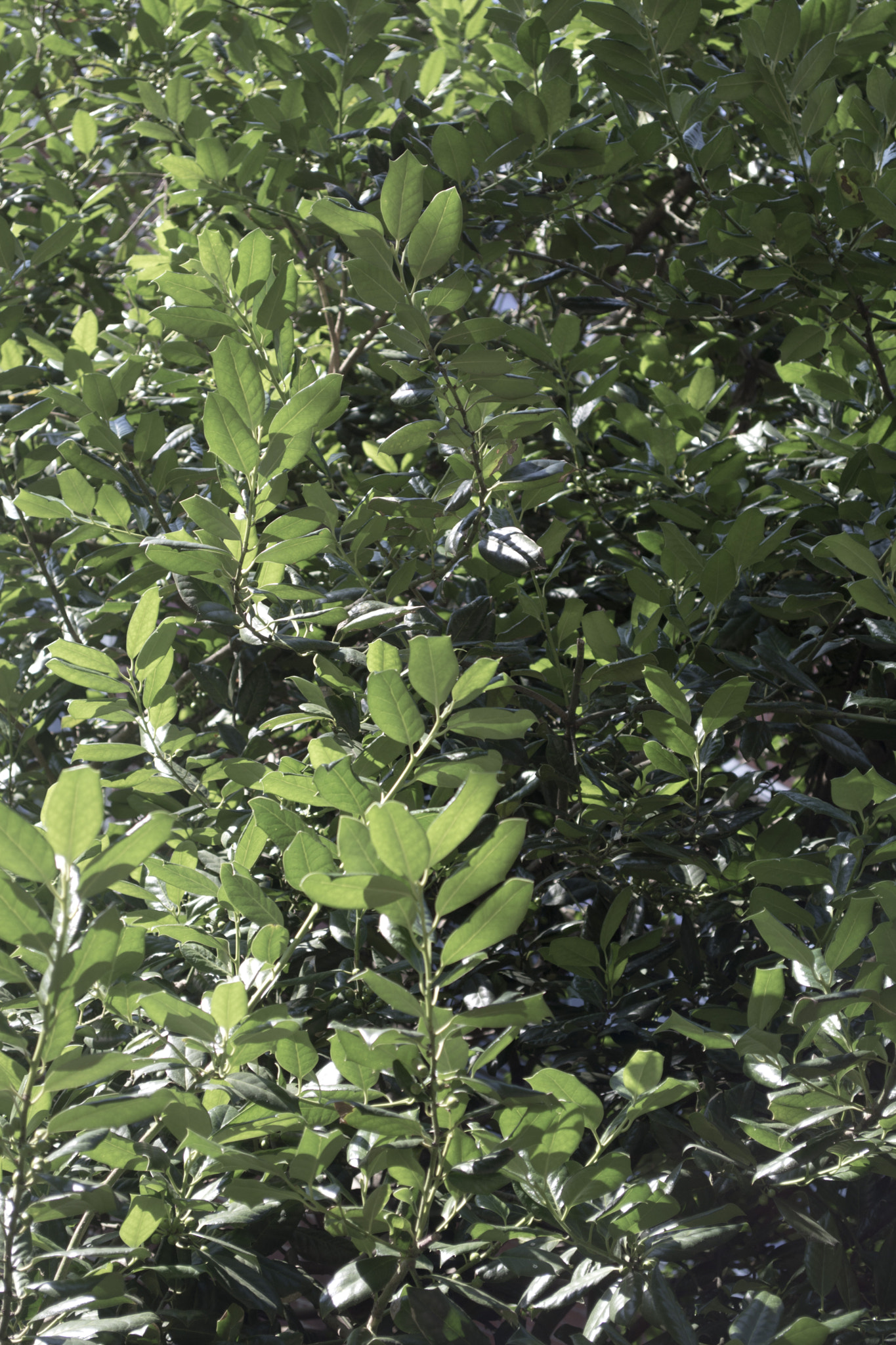 Nikon D5200 + AF Micro-Nikkor 105mm f/2.8 sample photo. Bright leaves photography