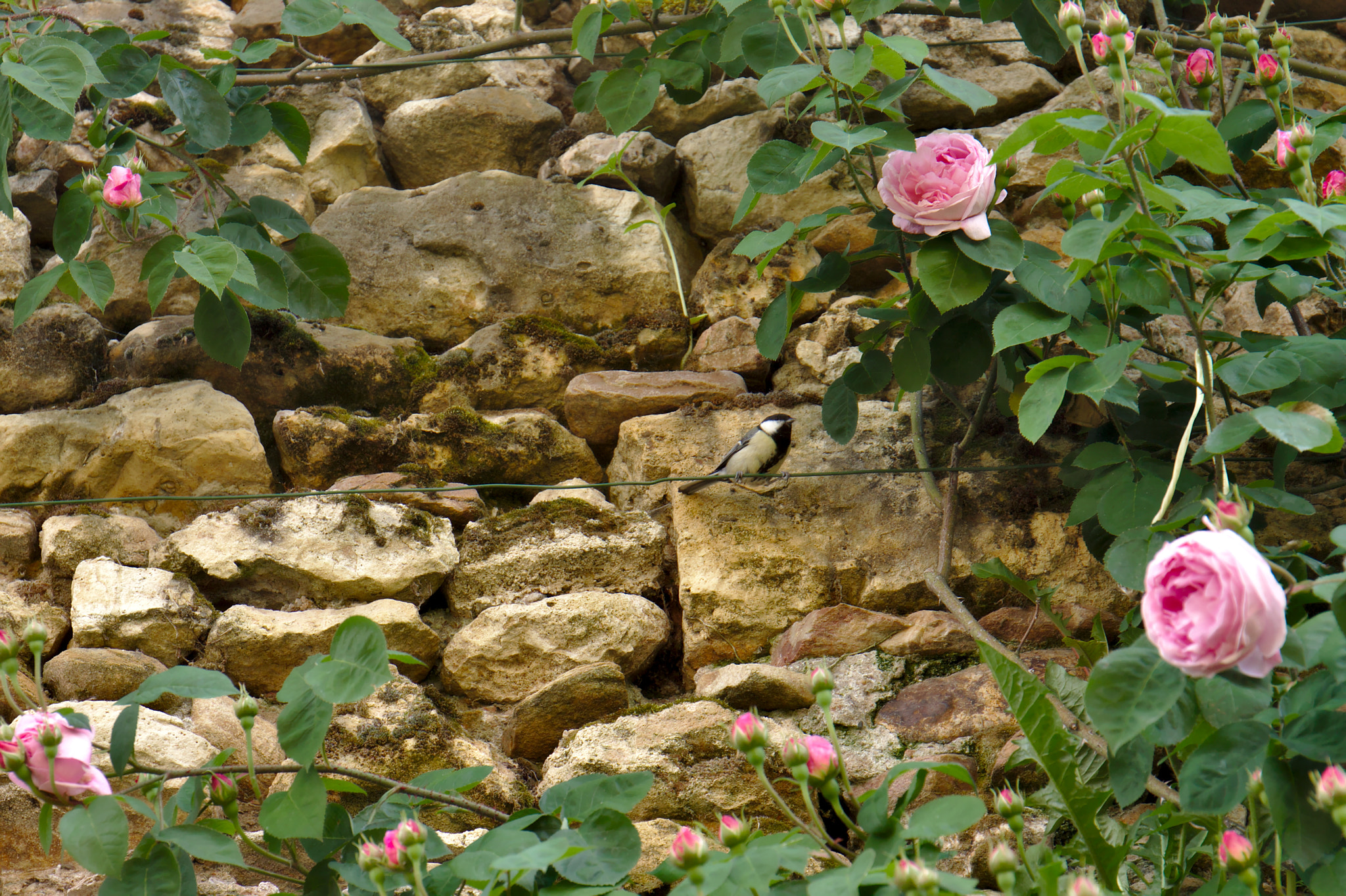 Canon EF 24-70mm F4L IS USM sample photo. Bird in the garden photography