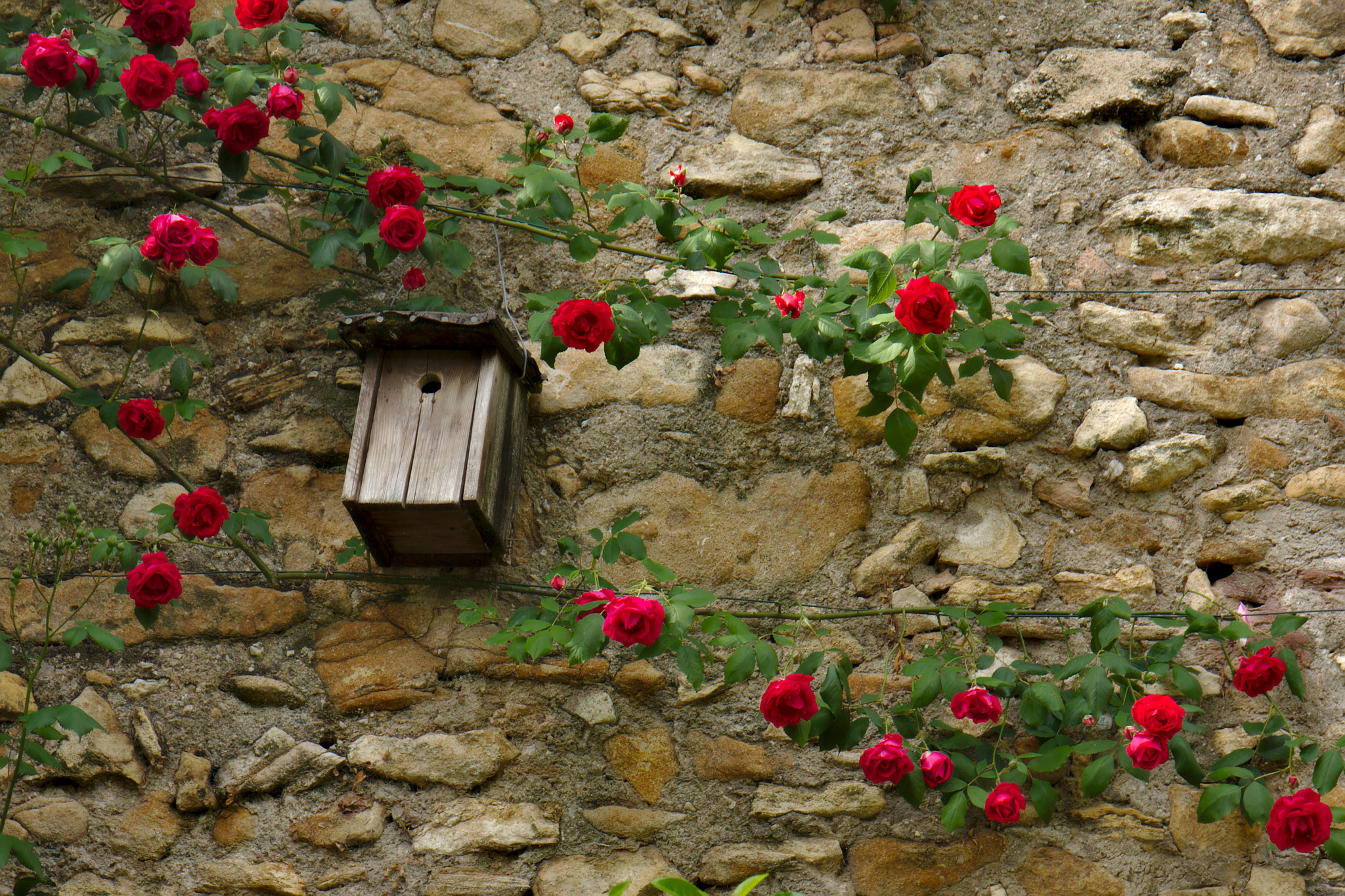 Canon EOS 450D (EOS Rebel XSi / EOS Kiss X2) sample photo. Nest box in the rose garden photography