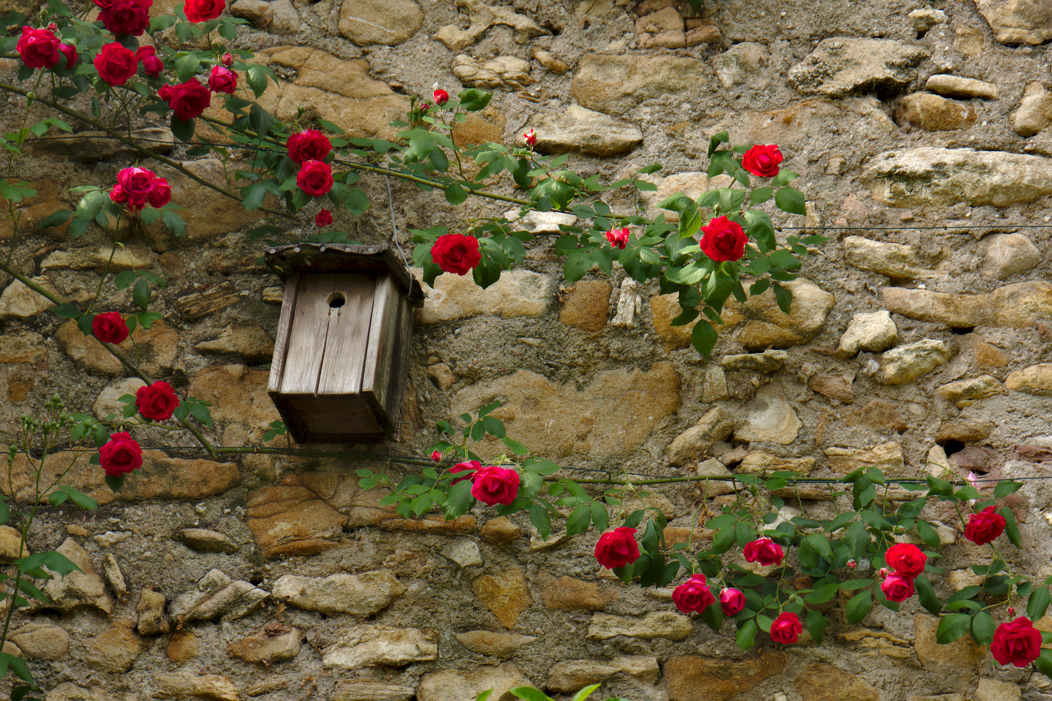 Canon EF 24-70mm F4L IS USM sample photo. Nest box in the rose garden photography