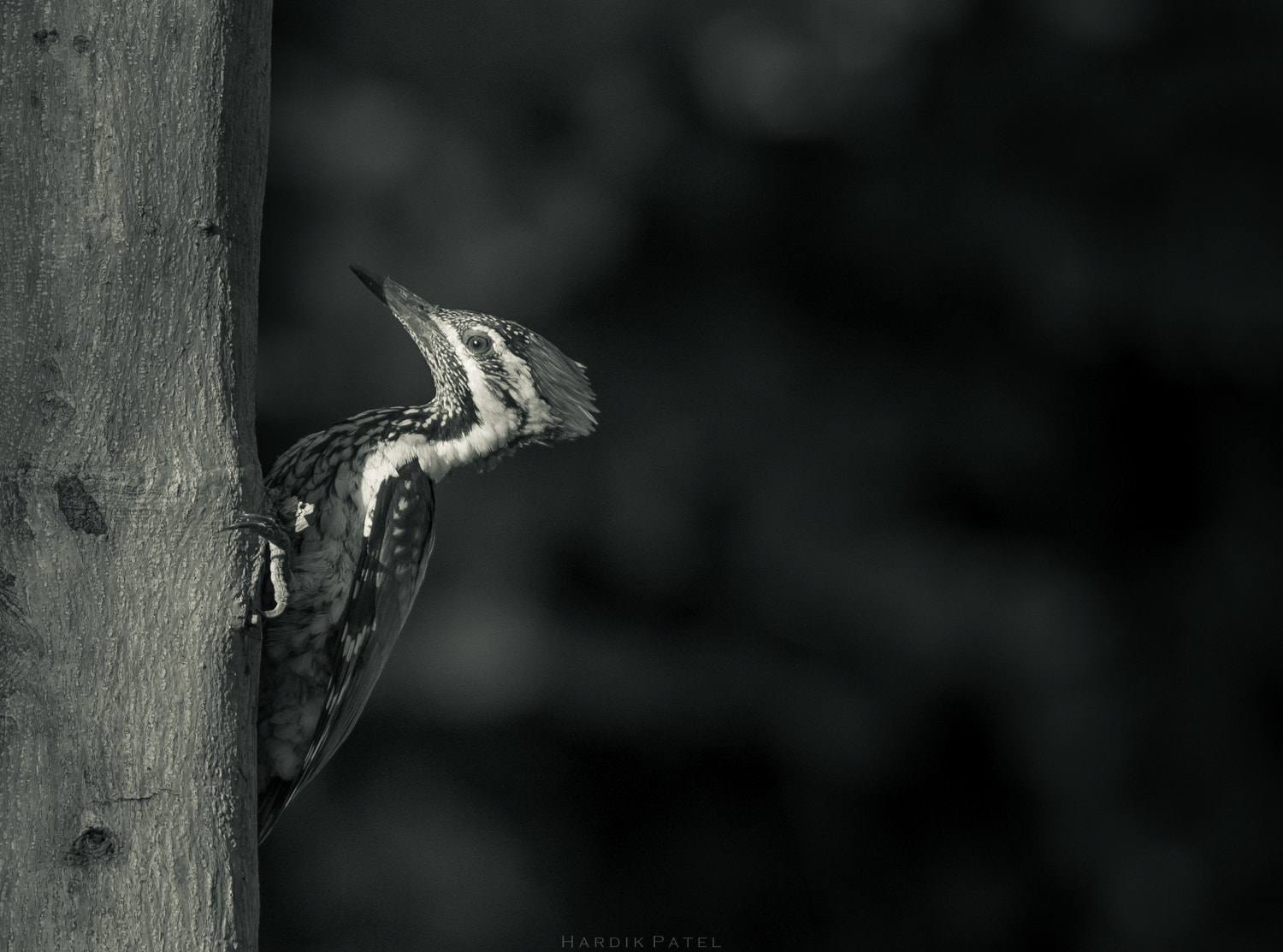 Nikon D5 sample photo. The beauty.. photography