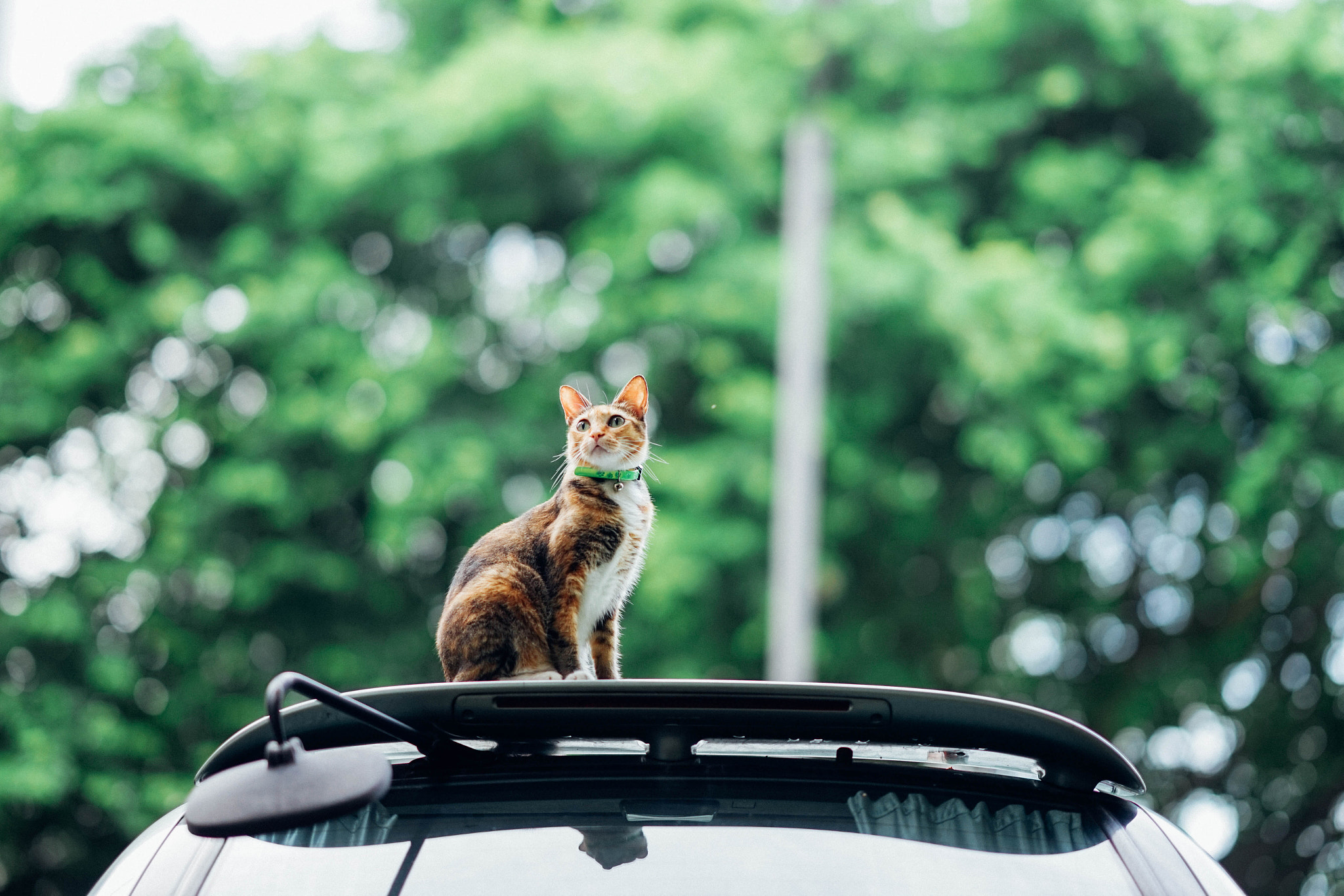 Sony a7 + Sony FE 85mm F1.4 GM sample photo. Top of the car photography