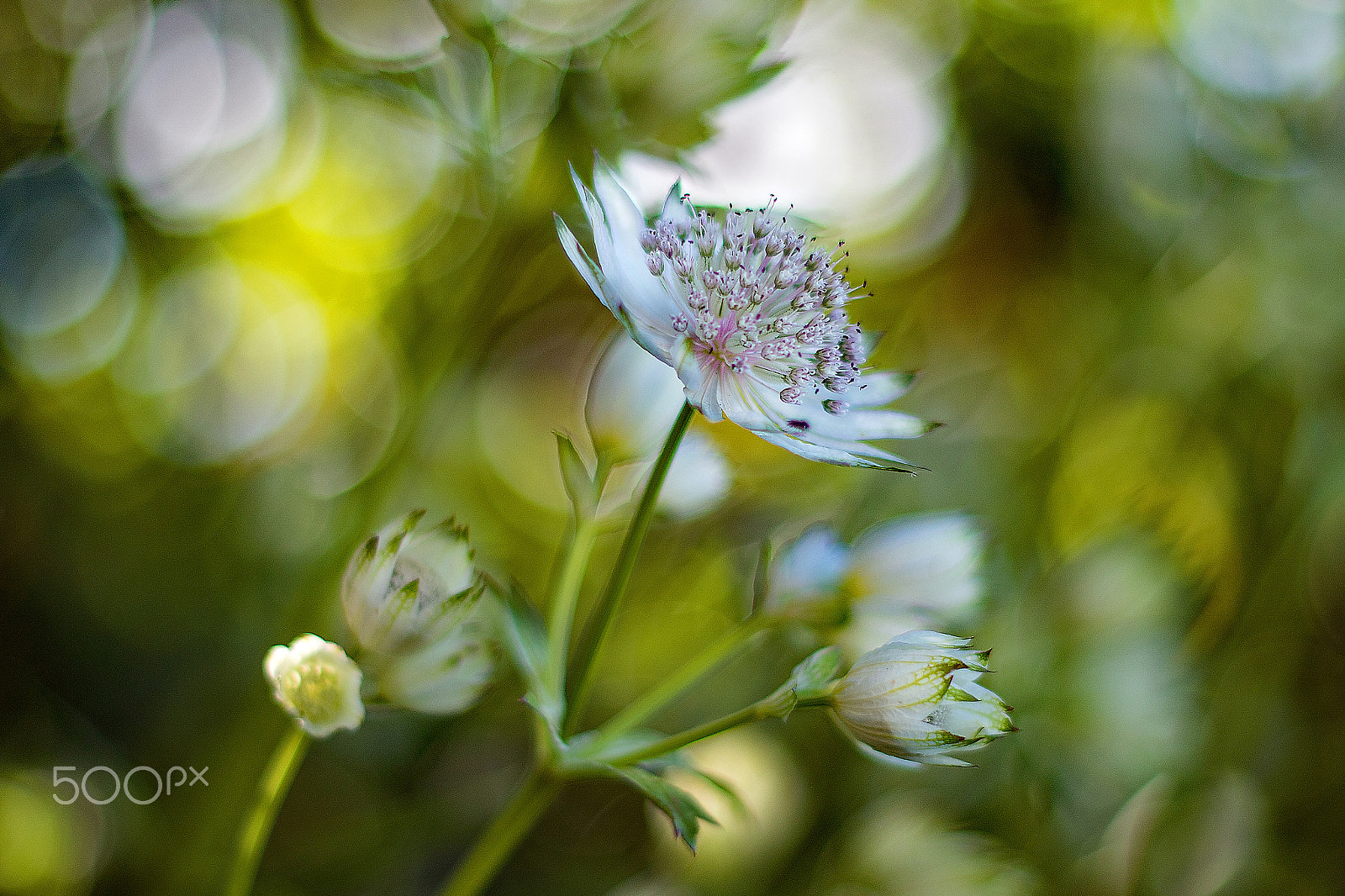 Canon EOS 7D Mark II + Canon EF 50mm F1.8 II sample photo. Summer daze..... photography