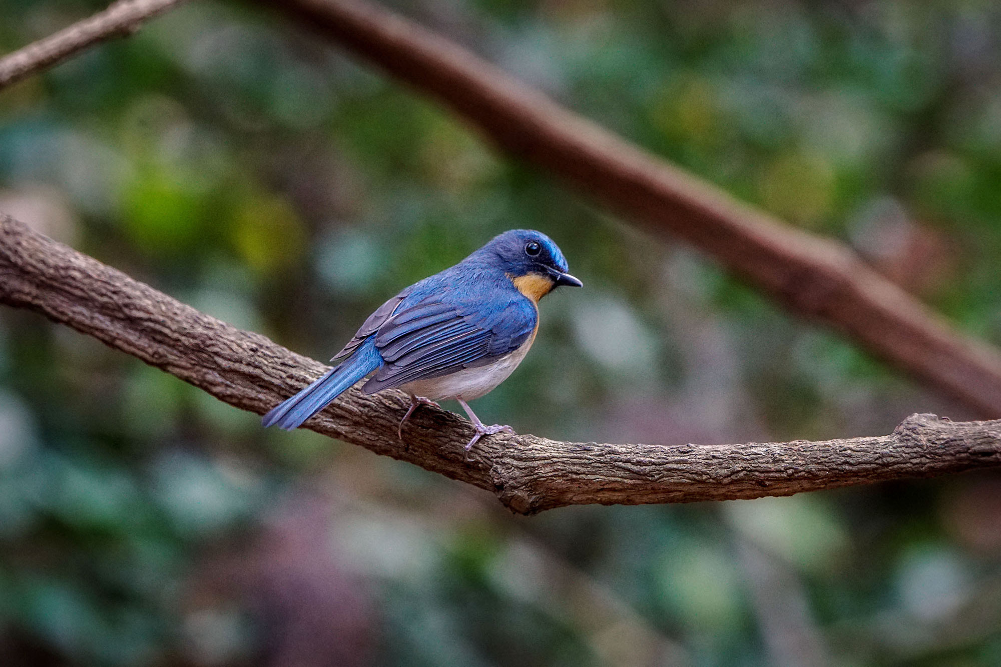 Sony ILCA-77M2 + Sony 70-400mm F4-5.6 G SSM II sample photo. Tickell's blue-flycatcher (male) photography