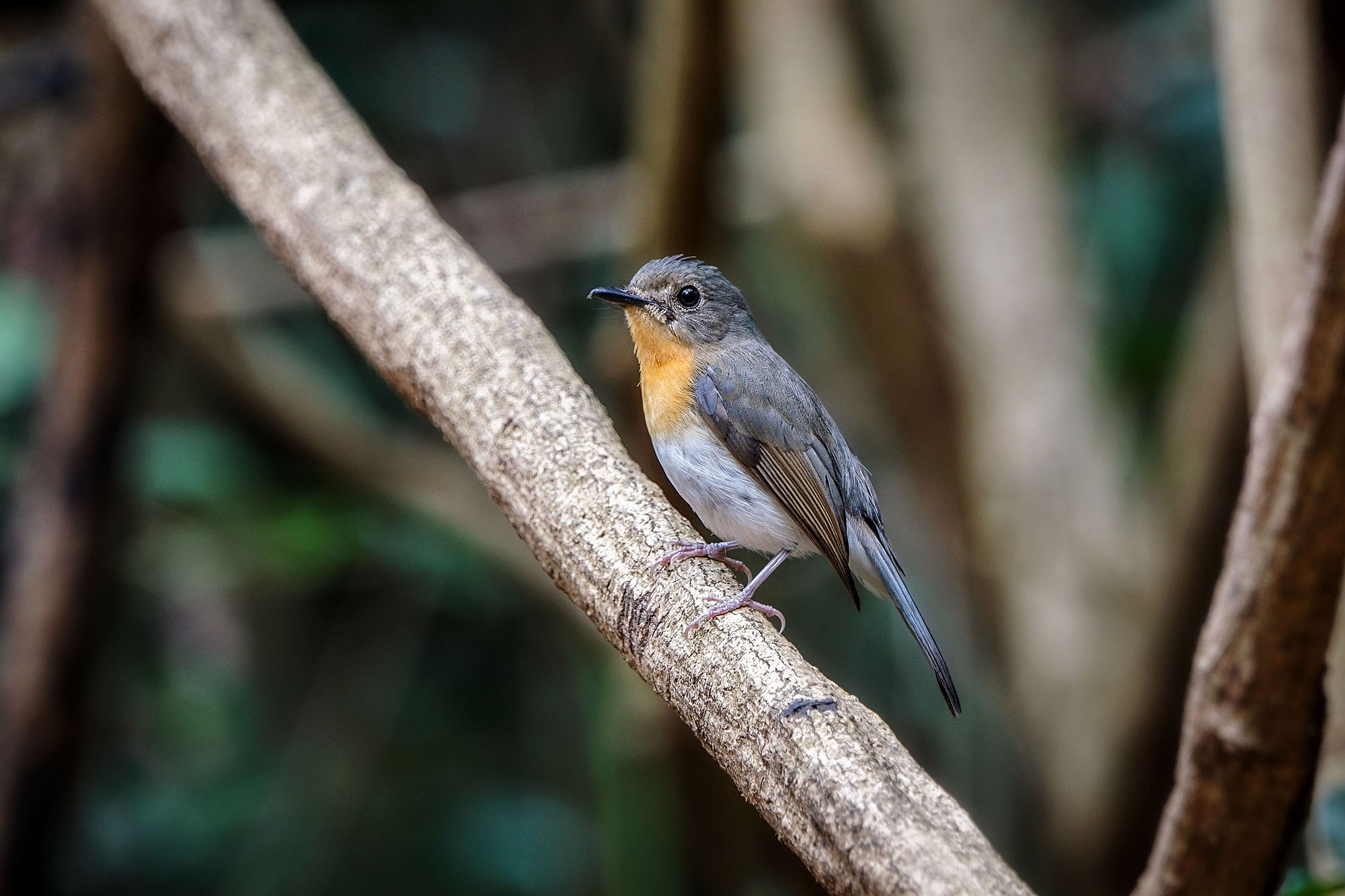 Sony ILCA-77M2 + Sony 70-400mm F4-5.6 G SSM II sample photo. Tickell's blue-flycatcher (female) photography