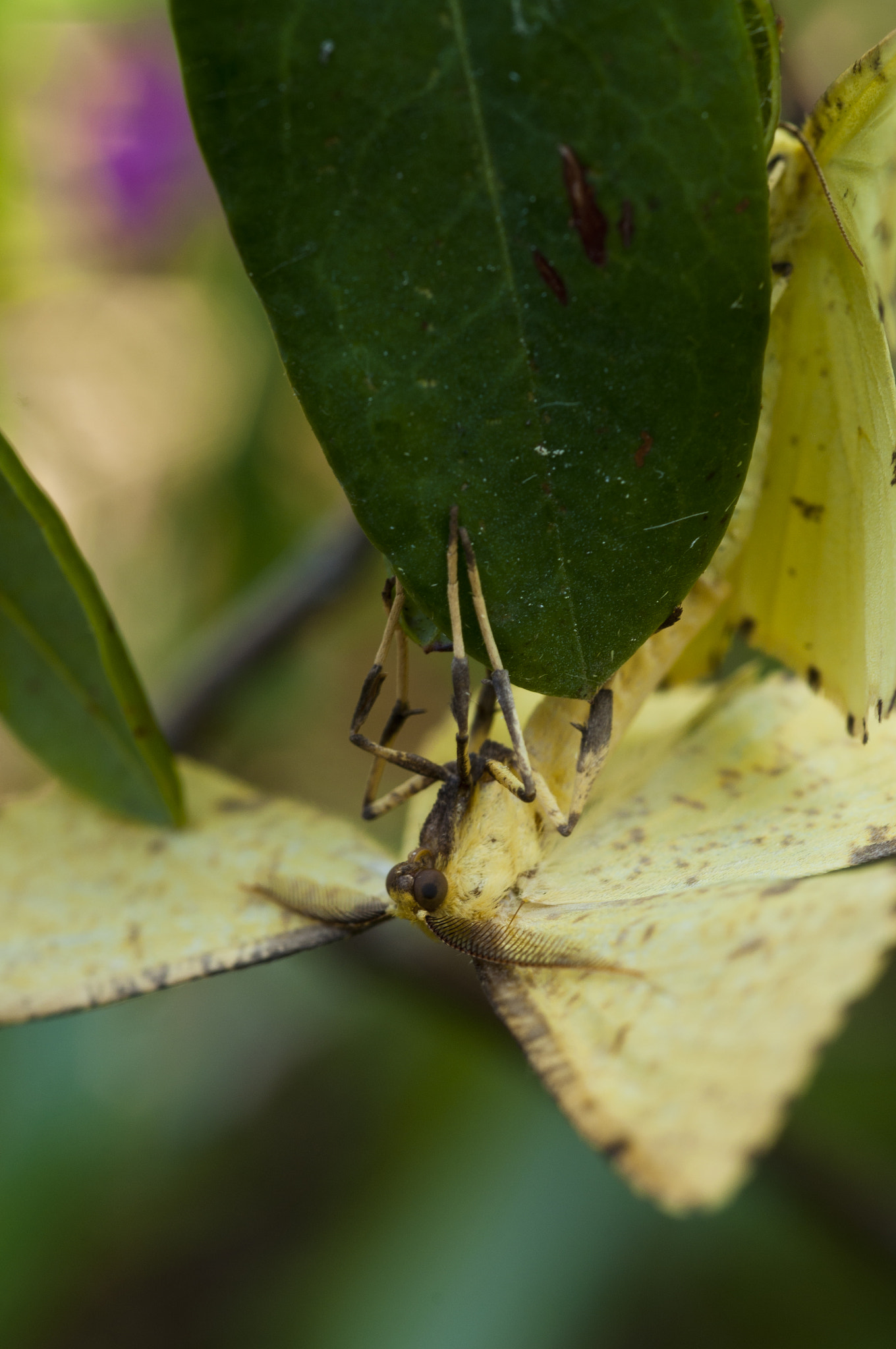 Nikon AF Micro-Nikkor 60mm F2.8D sample photo. Xanthotype spp photography