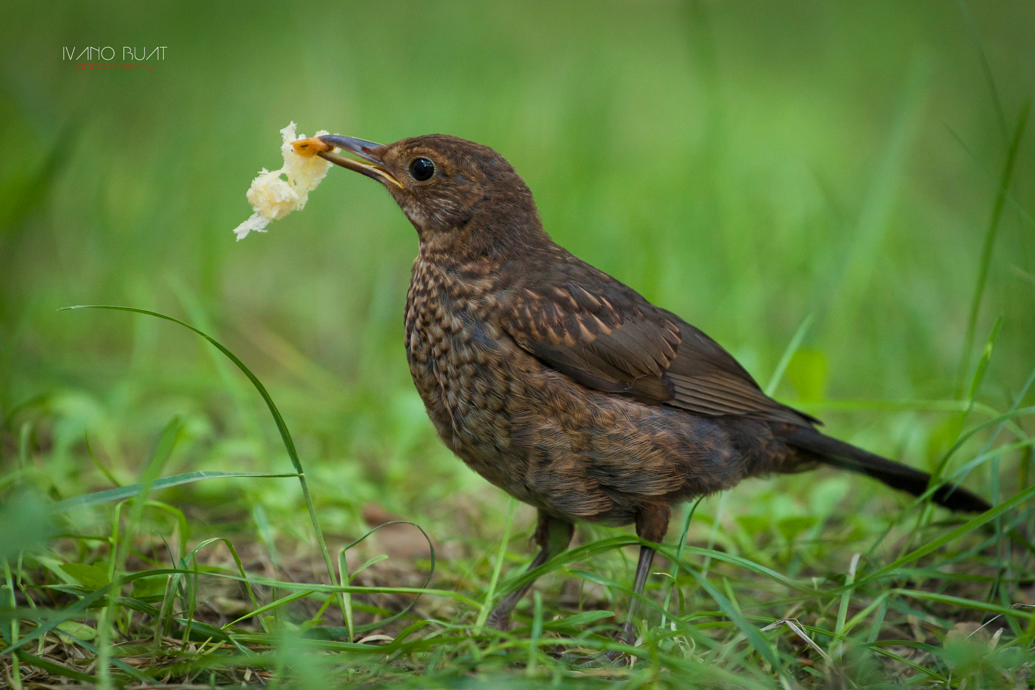 Canon EOS-1D Mark III sample photo. Blackbird (female) photography