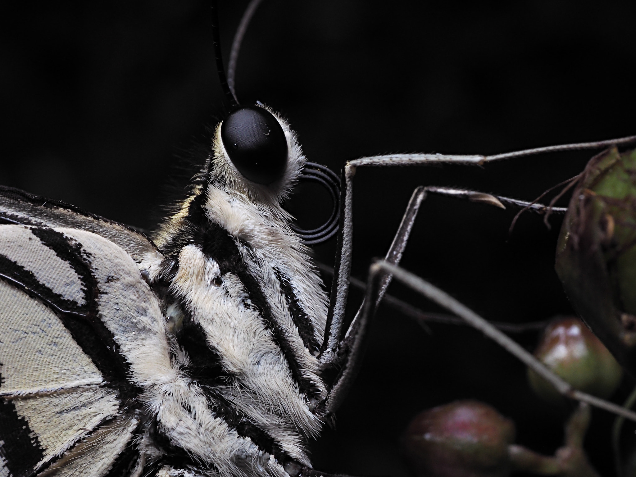 Panasonic Lumix G Macro 30mm F2.8 ASPH Mega OIS sample photo. Olympus digital camera photography
