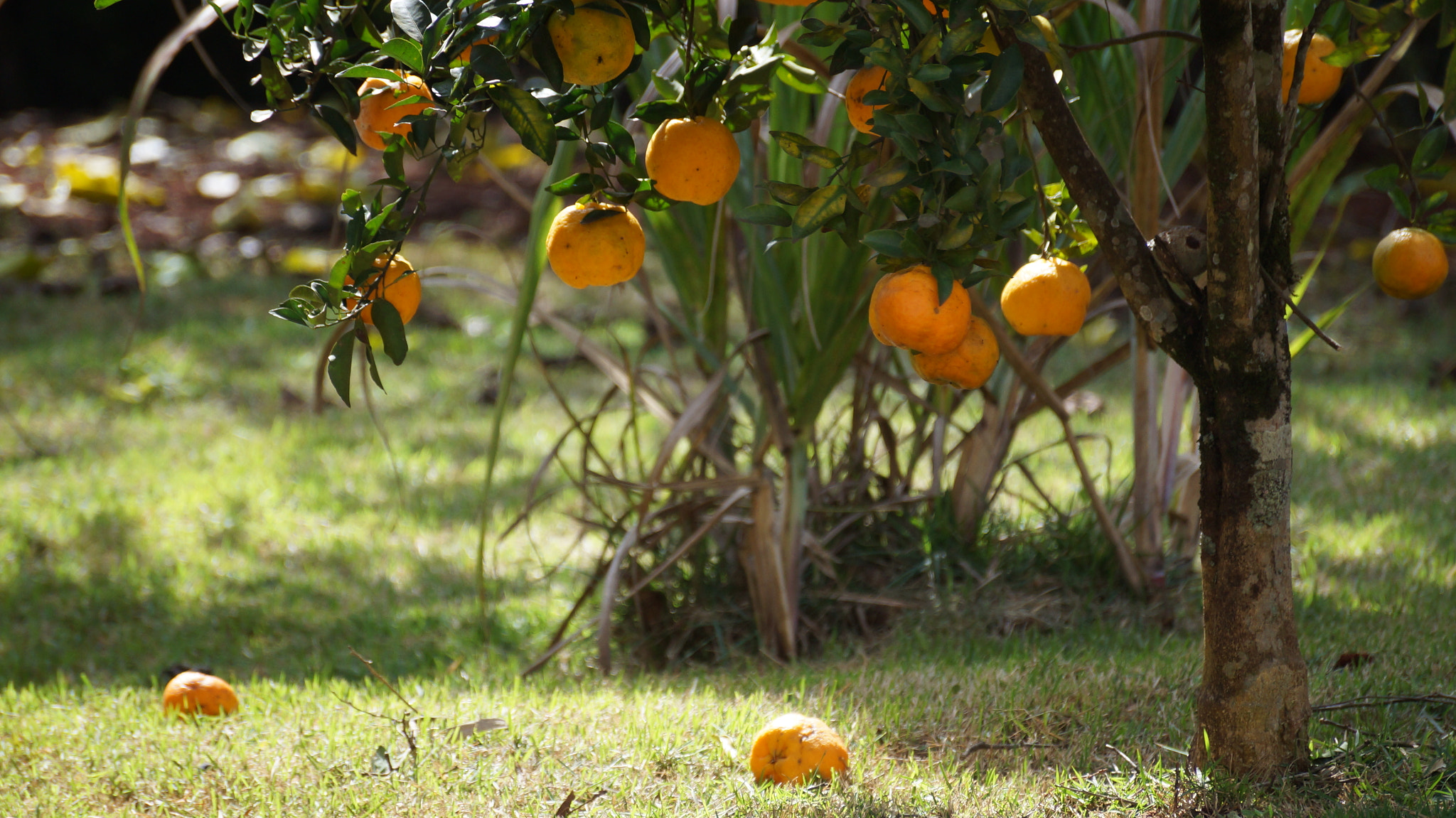 Sony SLT-A37 + Sony DT 55-300mm F4.5-5.6 SAM sample photo. Tangerine tree. photography