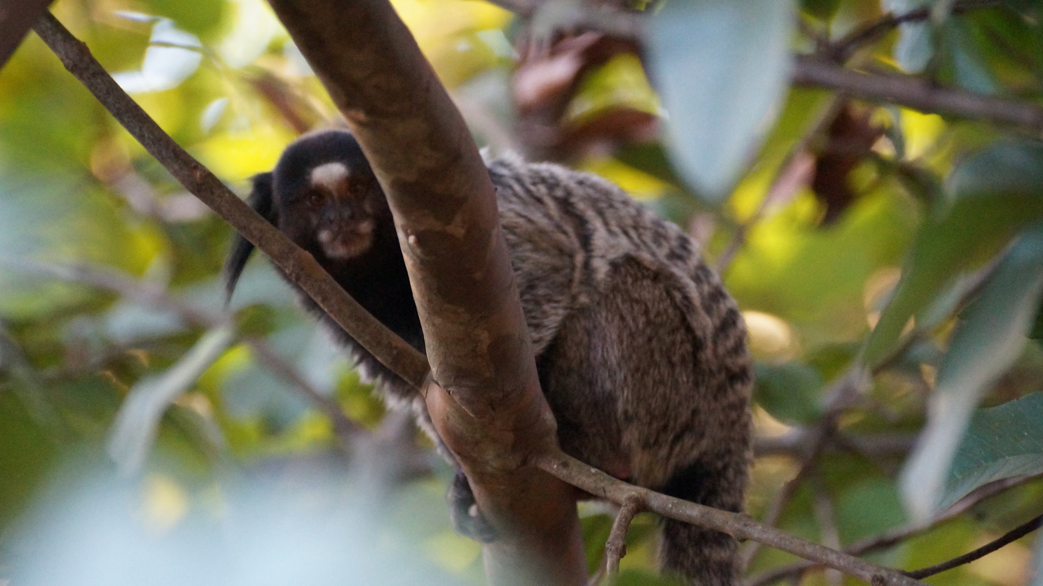 Sony SLT-A37 sample photo. Marmoset. photography