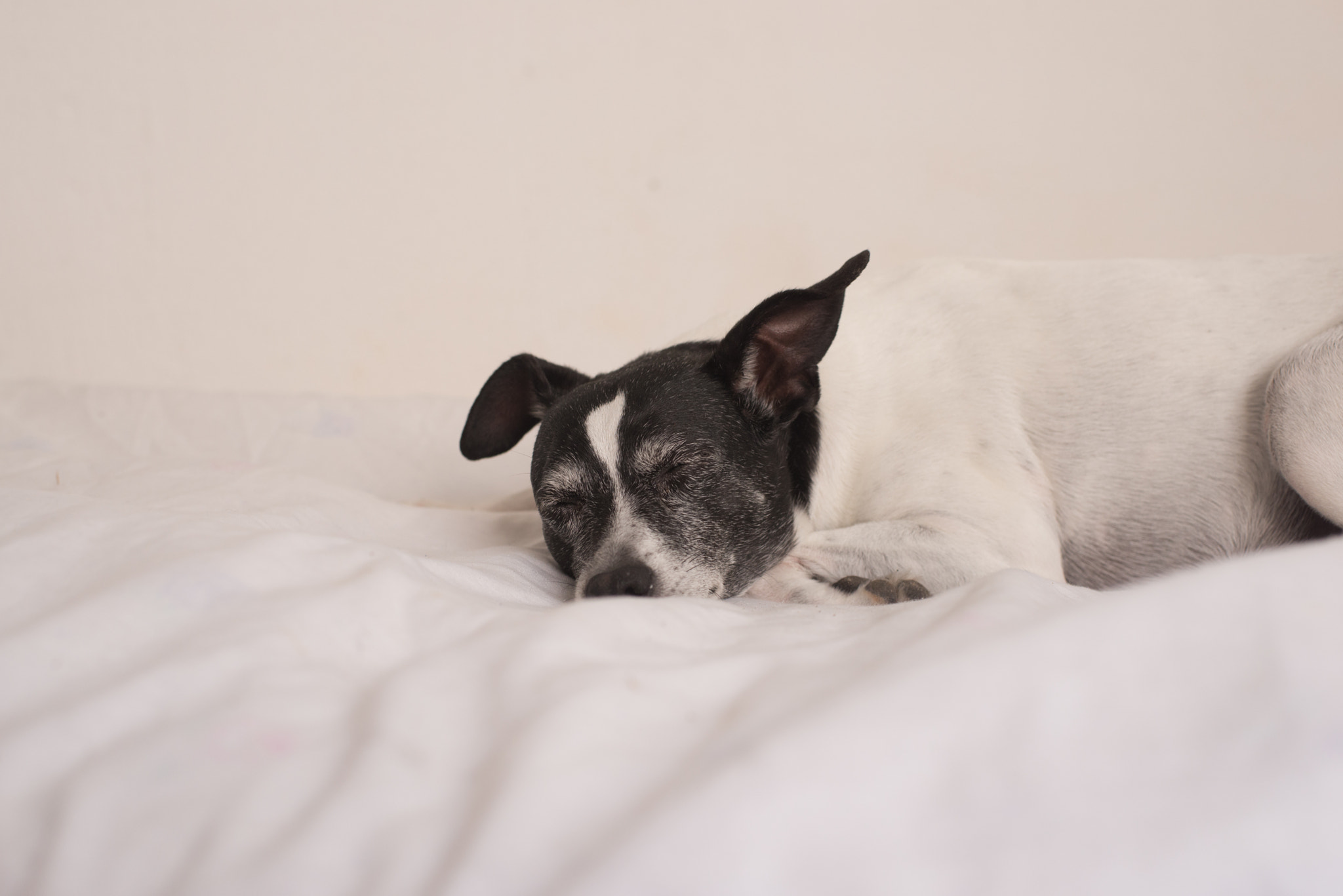 Nikon D610 + AF Nikkor 50mm f/1.4 sample photo. Cms_4949.jpg photography