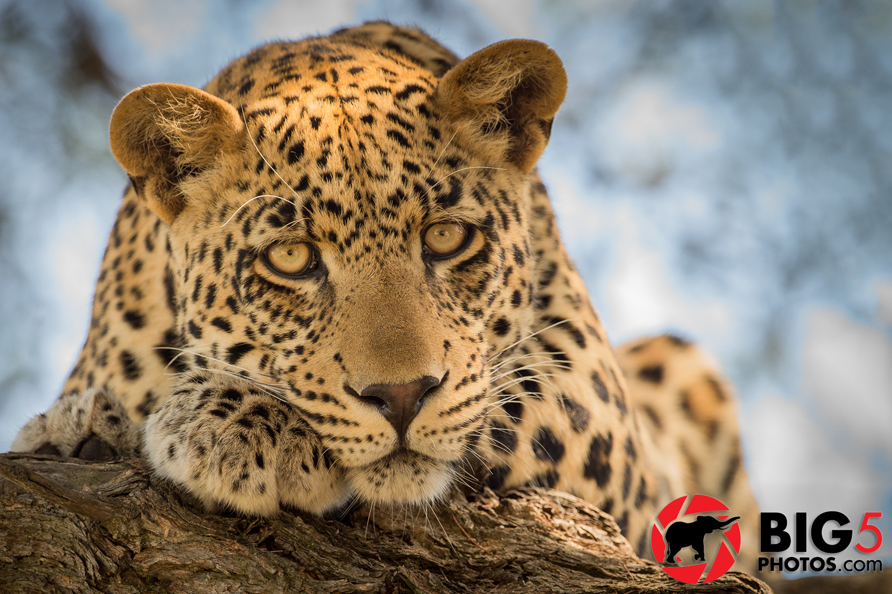 Canon EF 300mm F2.8L IS II USM sample photo. Marataba leopard photography