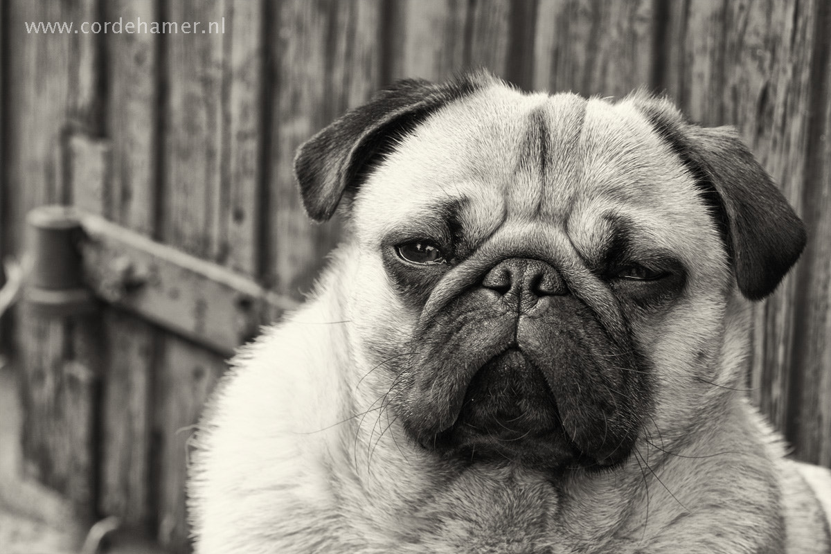 Sony SLT-A77 + Tamron SP AF 90mm F2.8 Di Macro sample photo. Grumpy dog photography