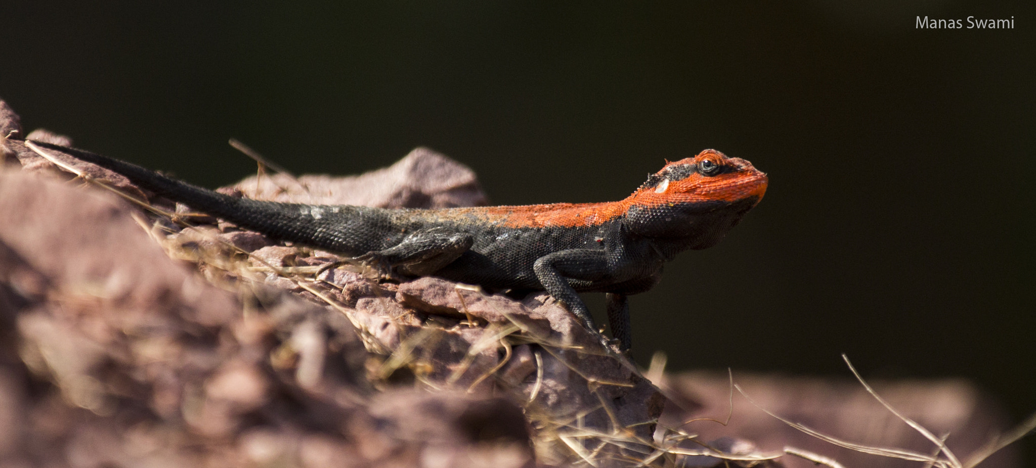 Canon EF 70-200mm F2.8L IS II USM sample photo. Chameleon photography