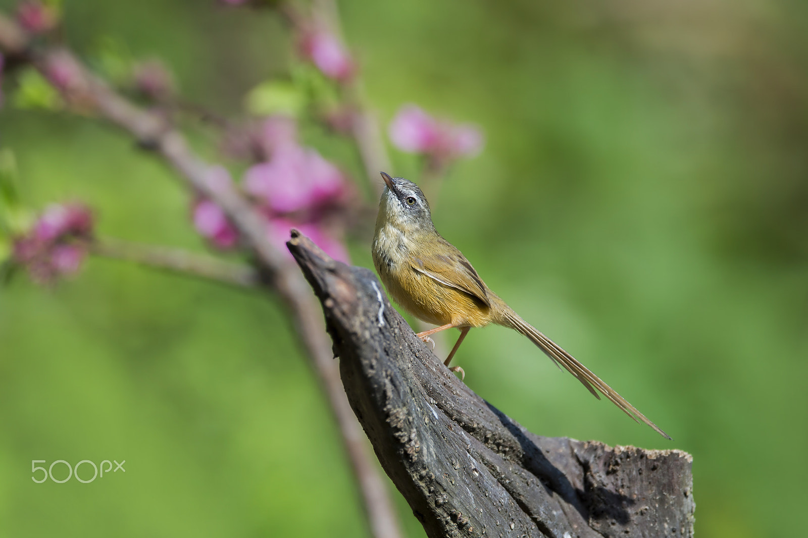 Nikon AF-S Nikkor 600mm F4E FL ED VR sample photo. Hill prinia photography