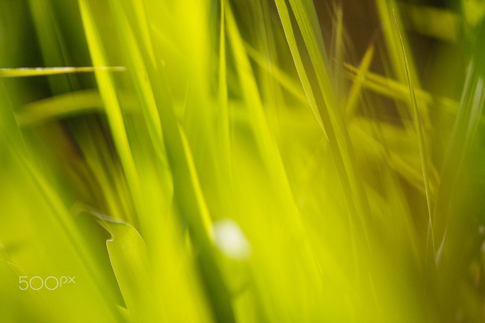 Canon EF 70-200mm F2.8L IS II USM sample photo. High grass photography