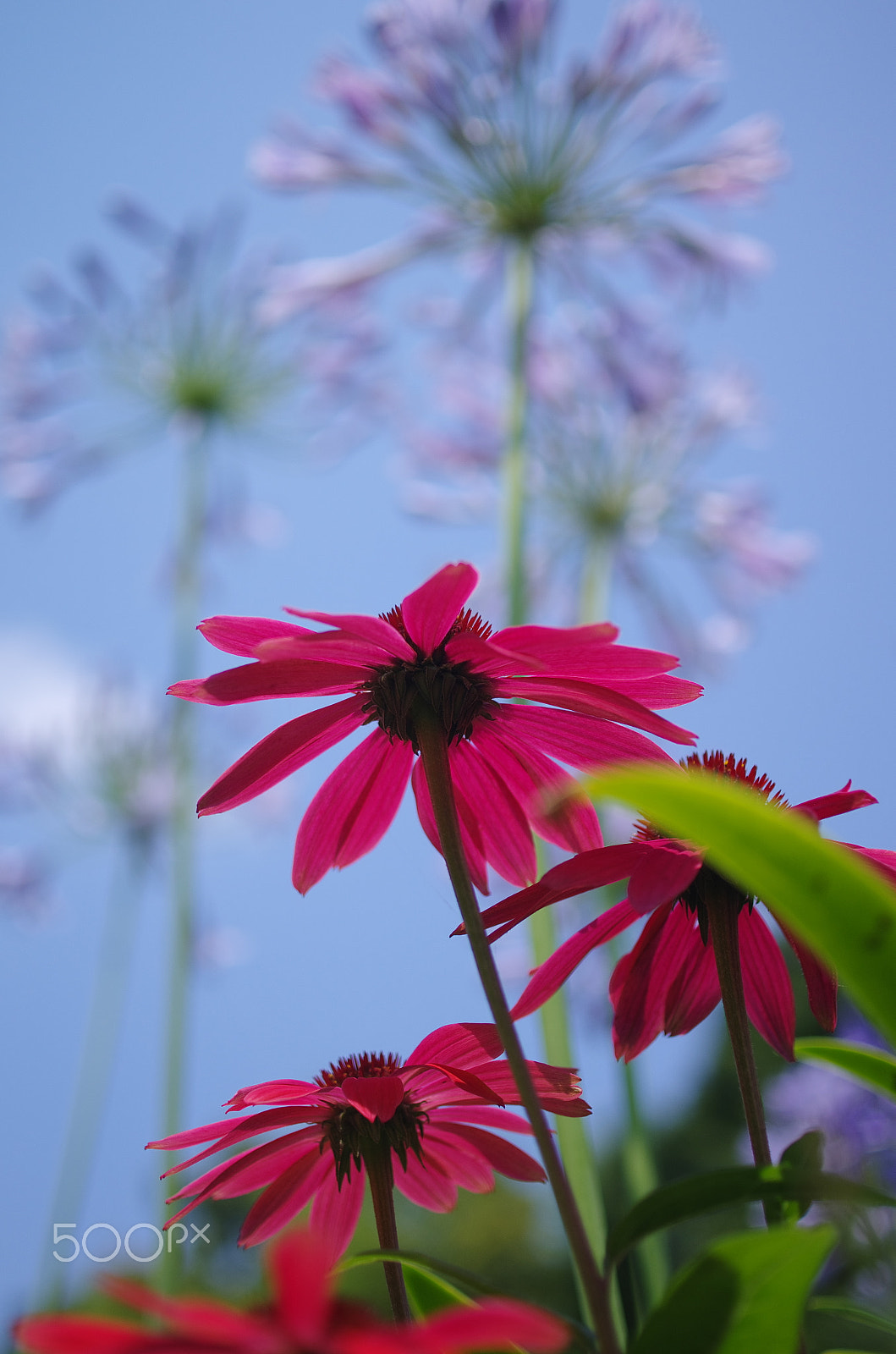 Pentax smc DA 35mm F2.8 Macro Limited sample photo. Like fireworks photography