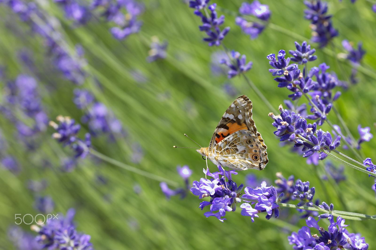 Hasselblad H5D-50c + HC 120 II sample photo. Lavander butterfly photography