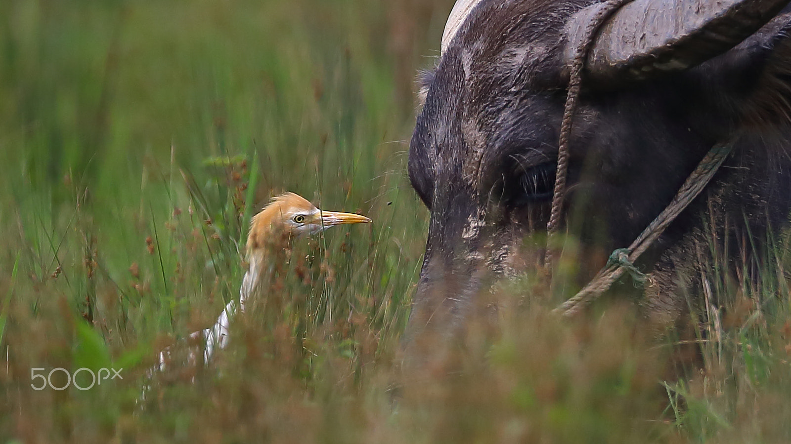 Canon EF 400mm F2.8L IS II USM sample photo. Bs3p2900.jpg photography