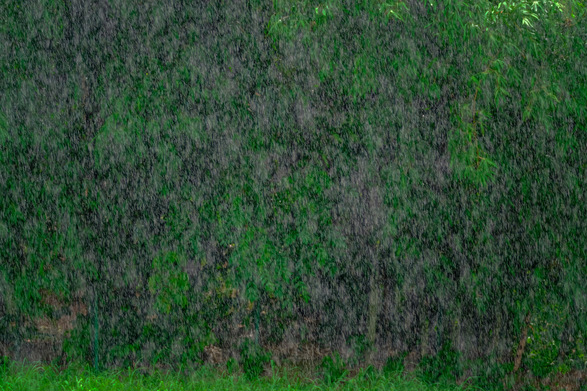 XF100-400mmF4.5-5.6 R LM OIS WR + 1.4x sample photo. Rain ... photography