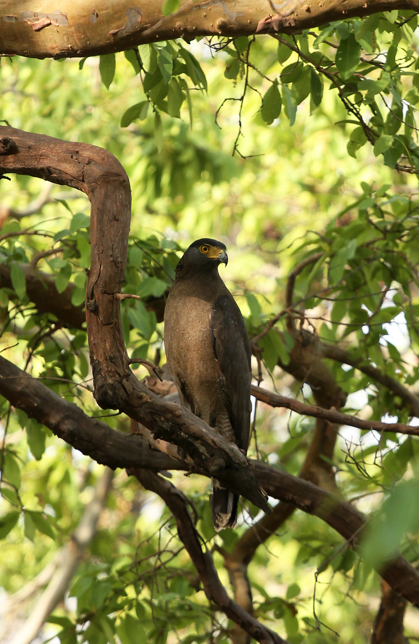 Canon EOS 1100D (EOS Rebel T3 / EOS Kiss X50) + Canon EF 70-200mm F4L USM sample photo. Crested serpent eagle photography