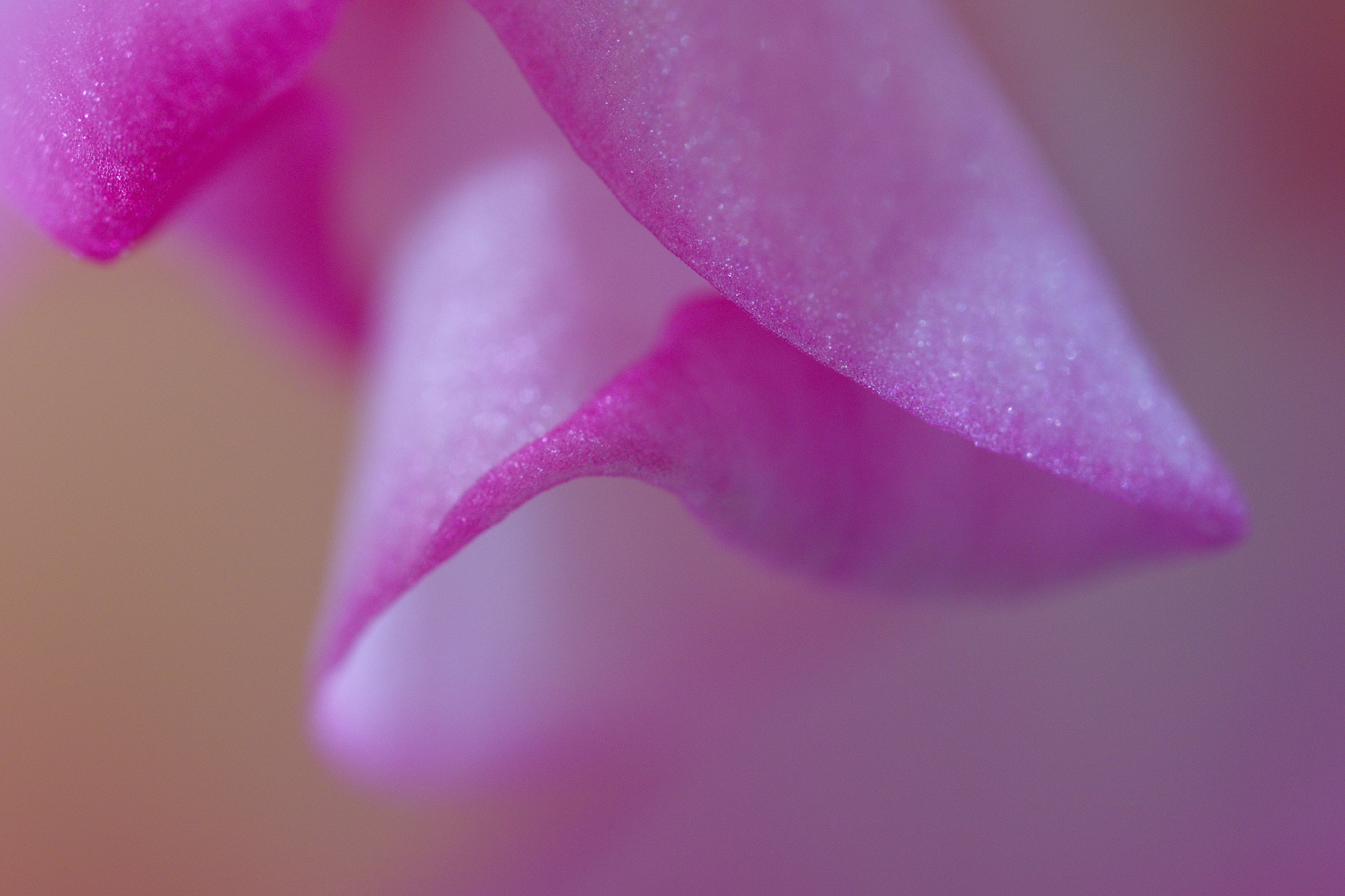 Canon MP-E 65mm F2.5 1-5x Macro Photo sample photo. Softness photography