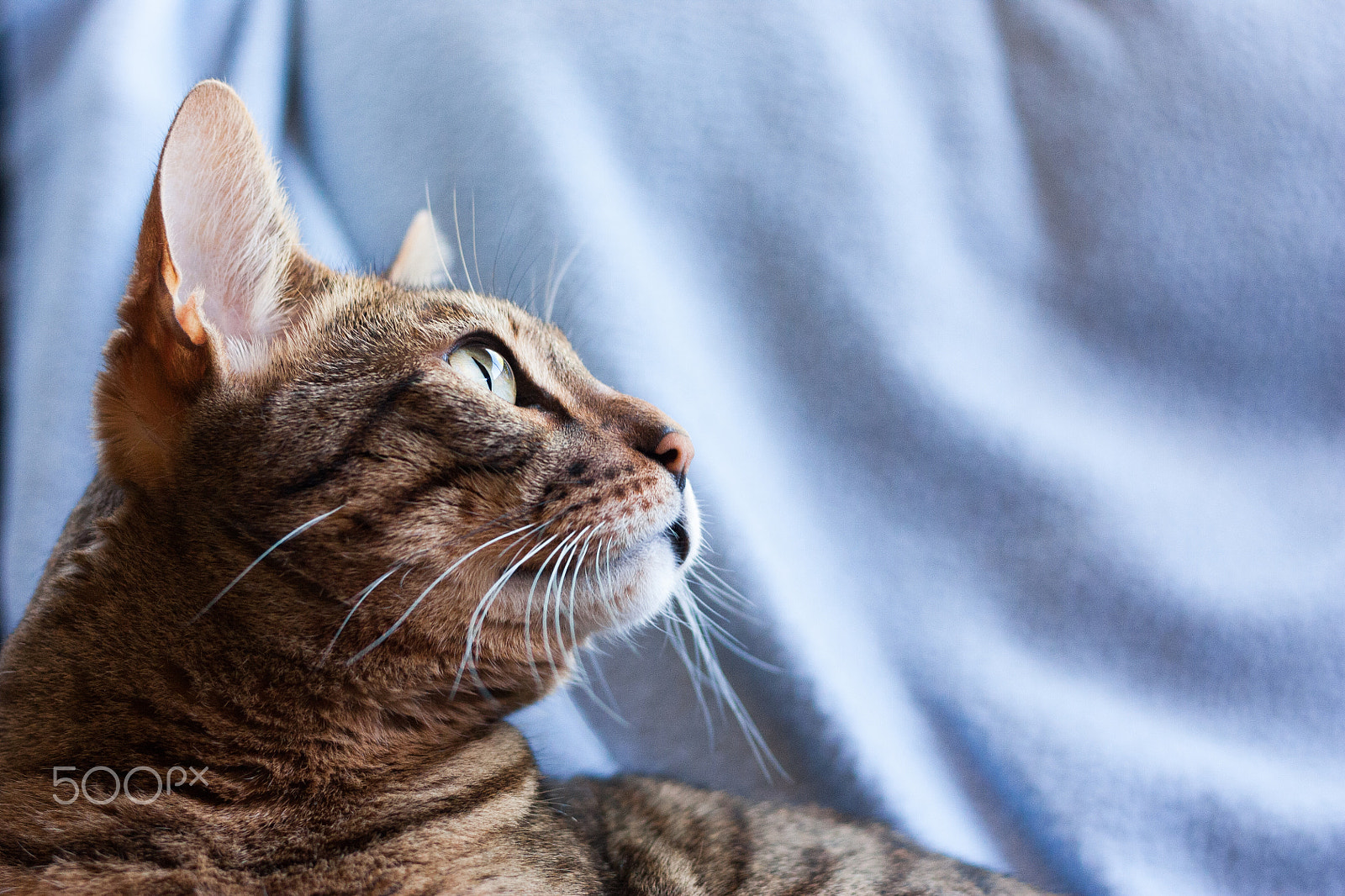 Canon EOS 450D (EOS Rebel XSi / EOS Kiss X2) sample photo. Bengal cat photography